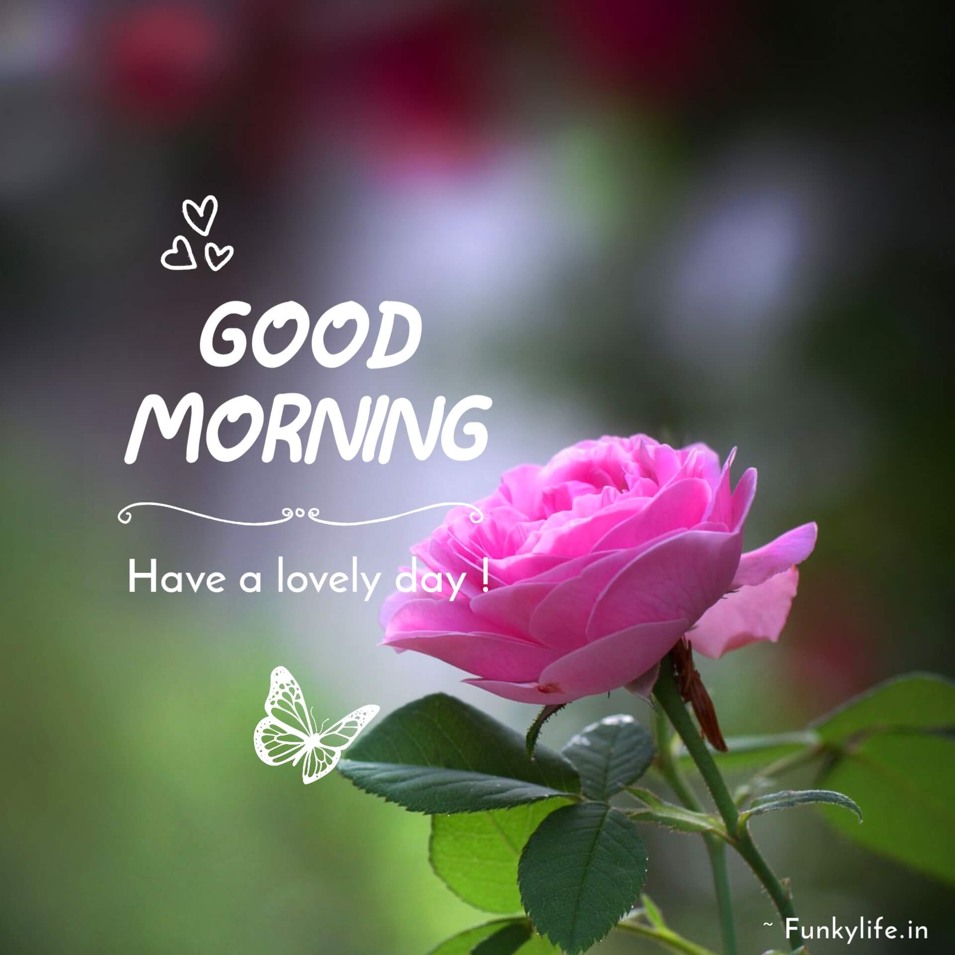 Good Morning Pink Rose Images