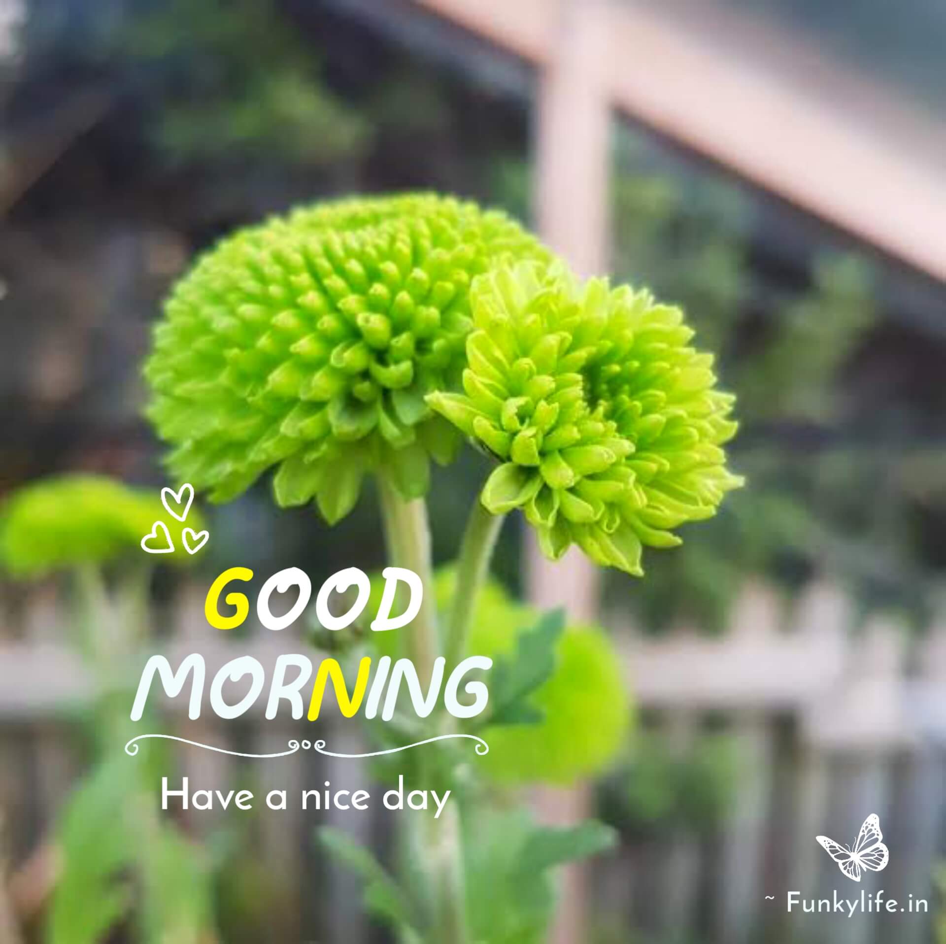 Green Flower Good Morning Images