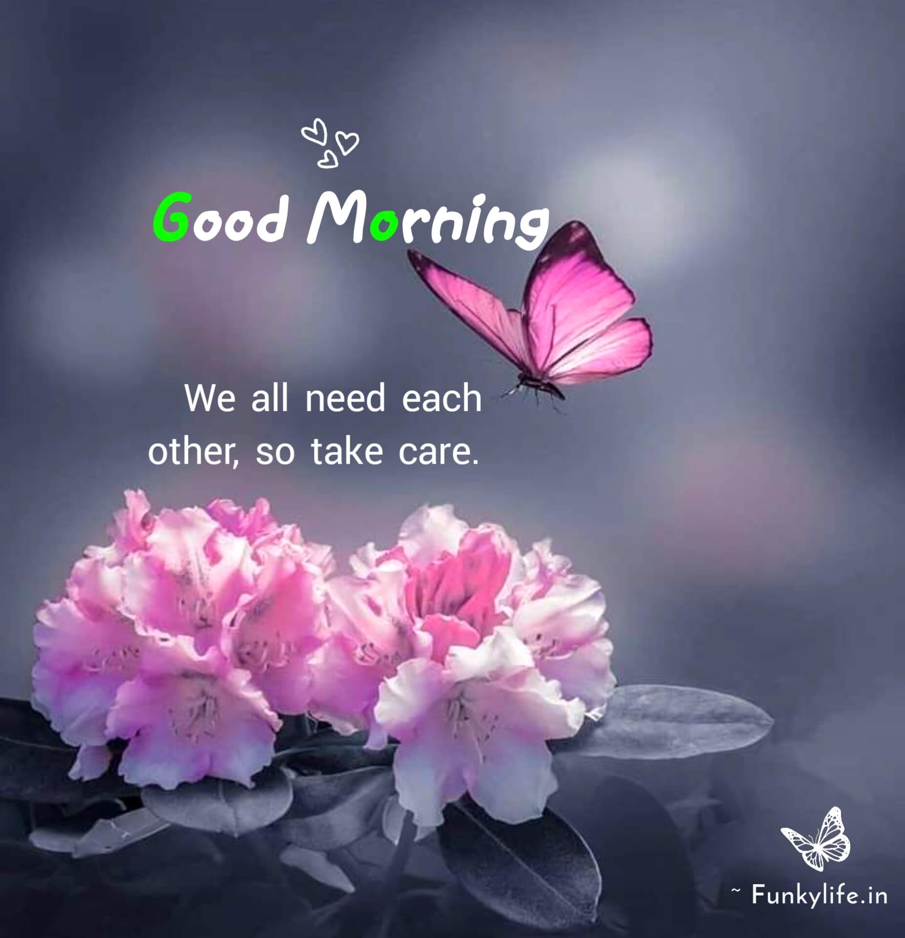 250 Good Morning Images Pictures Beautiful Morning Wishes 2021