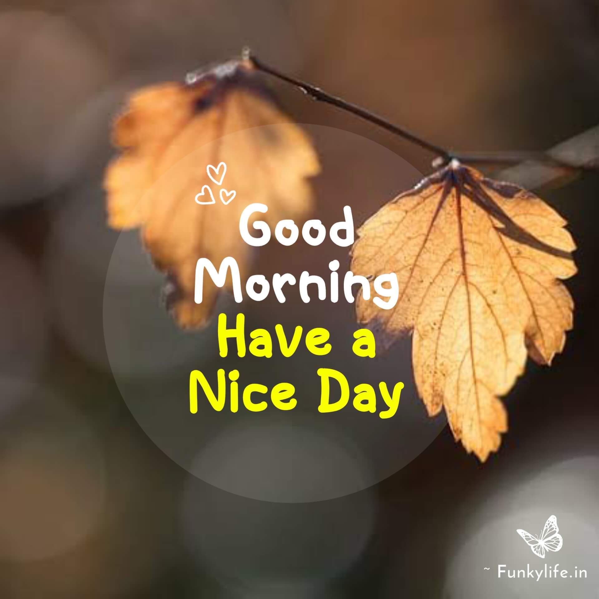 Good Morning SMS Photos