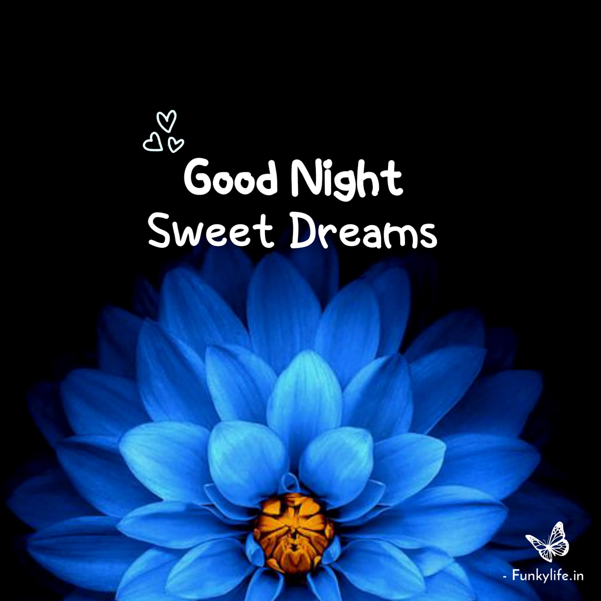 Good Night Flower Image