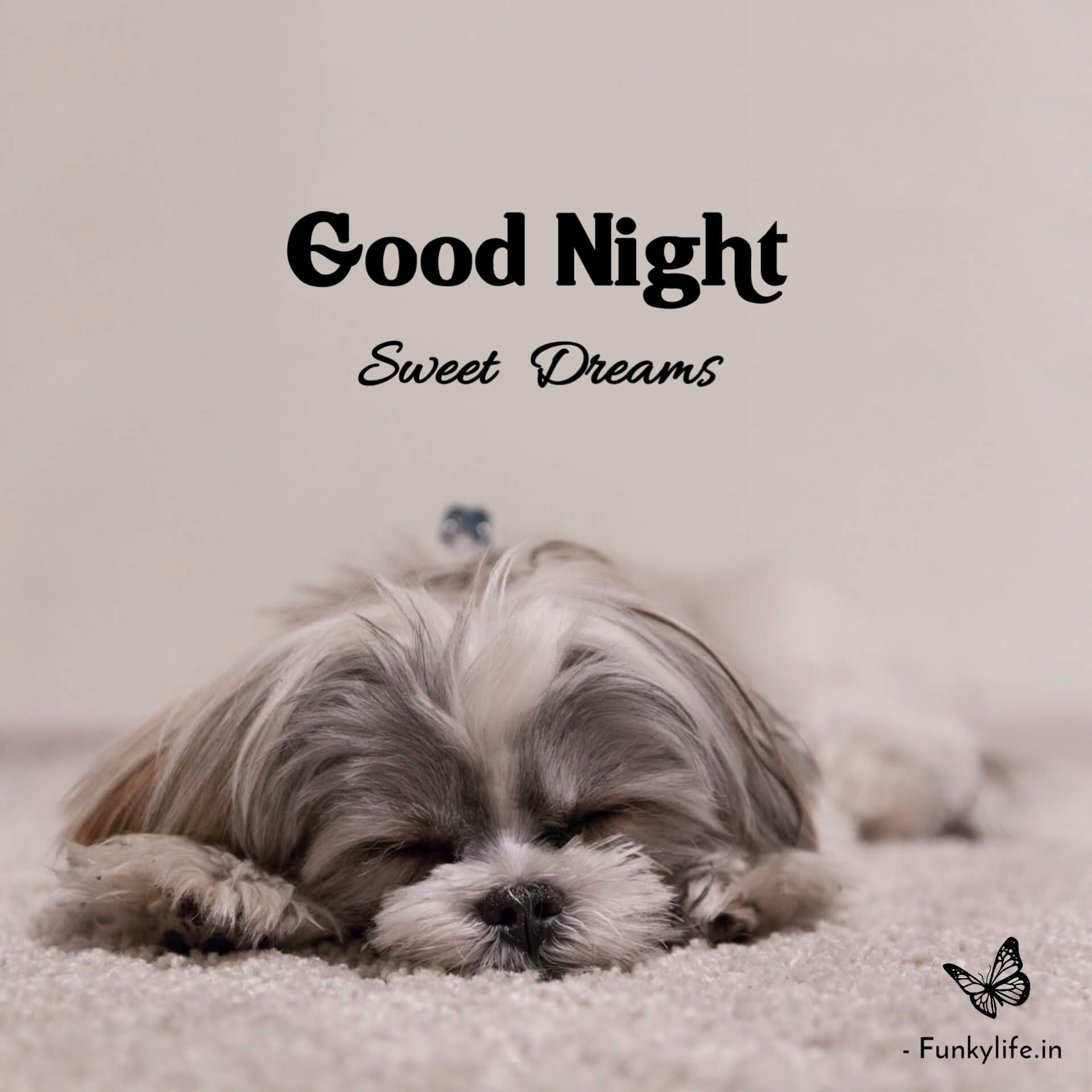 Cute Puppy Sleeping Good Night Wallpaper