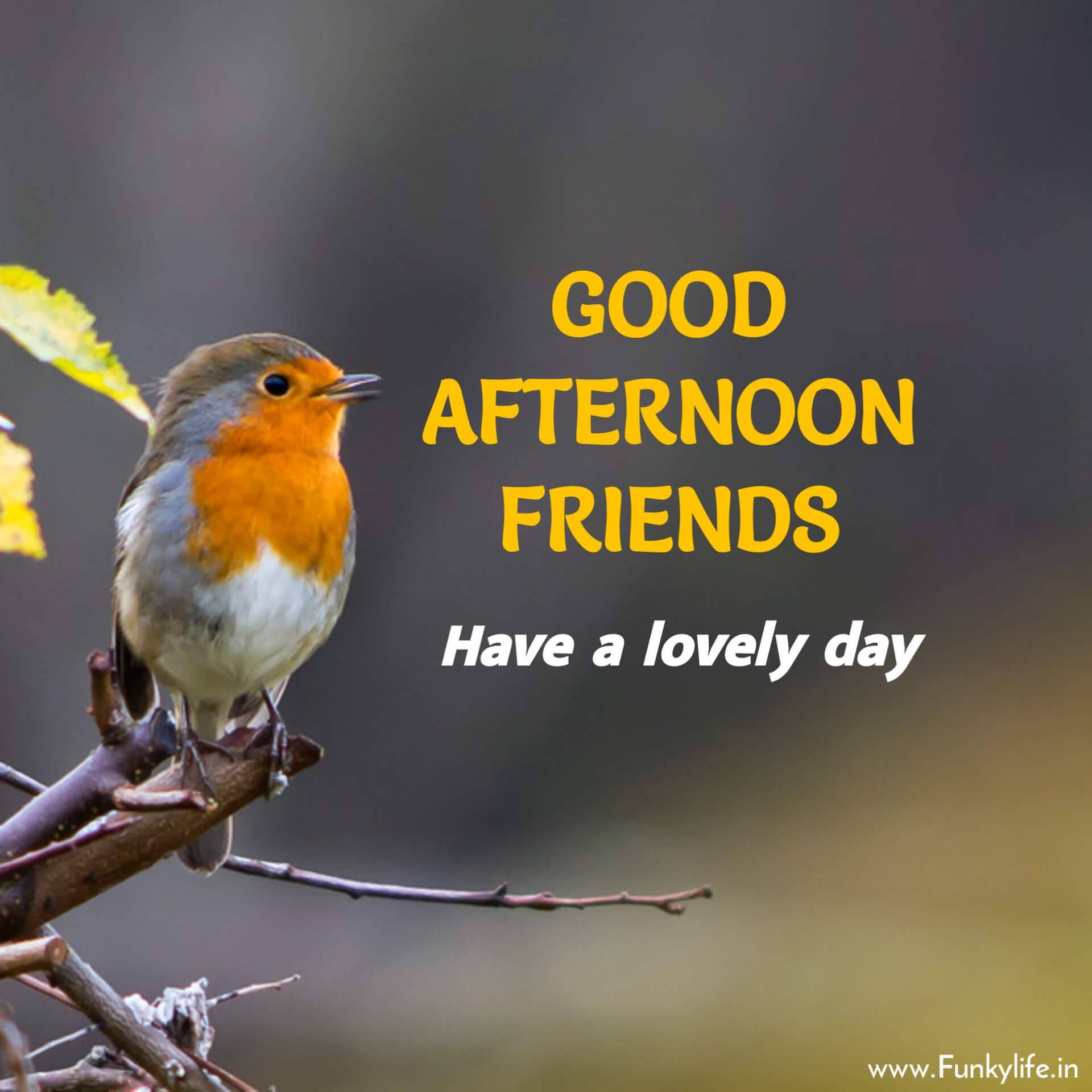 good afternoon friends wallpaper hd