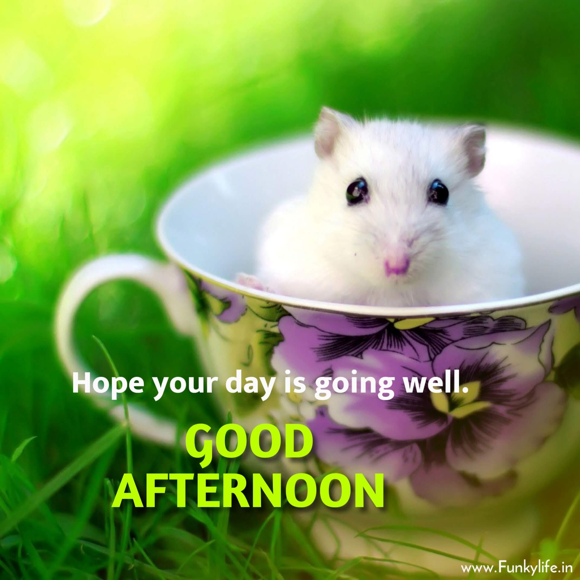 Cute Rat Good Afternoon Image