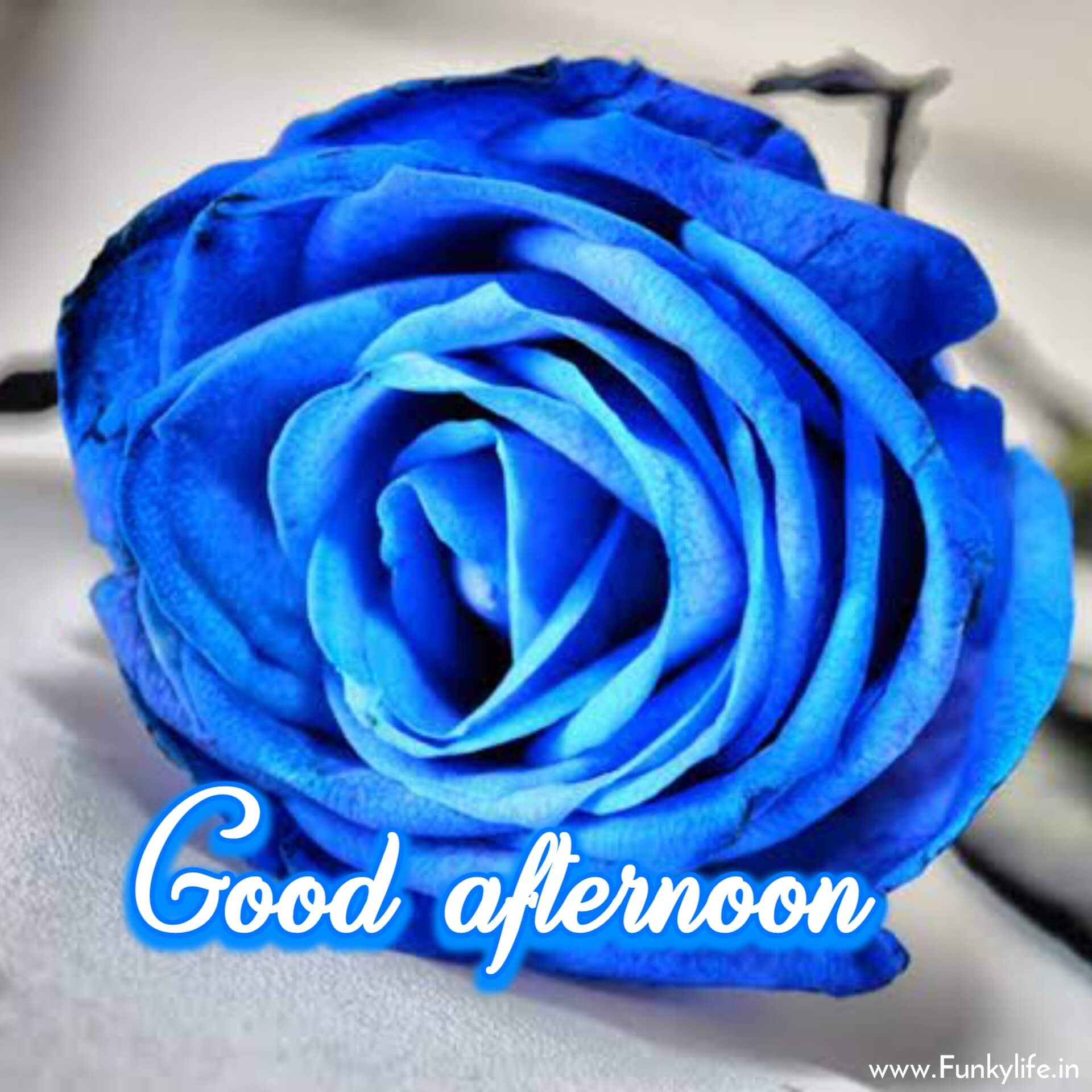 Blue Rose Flower Good Afternoon