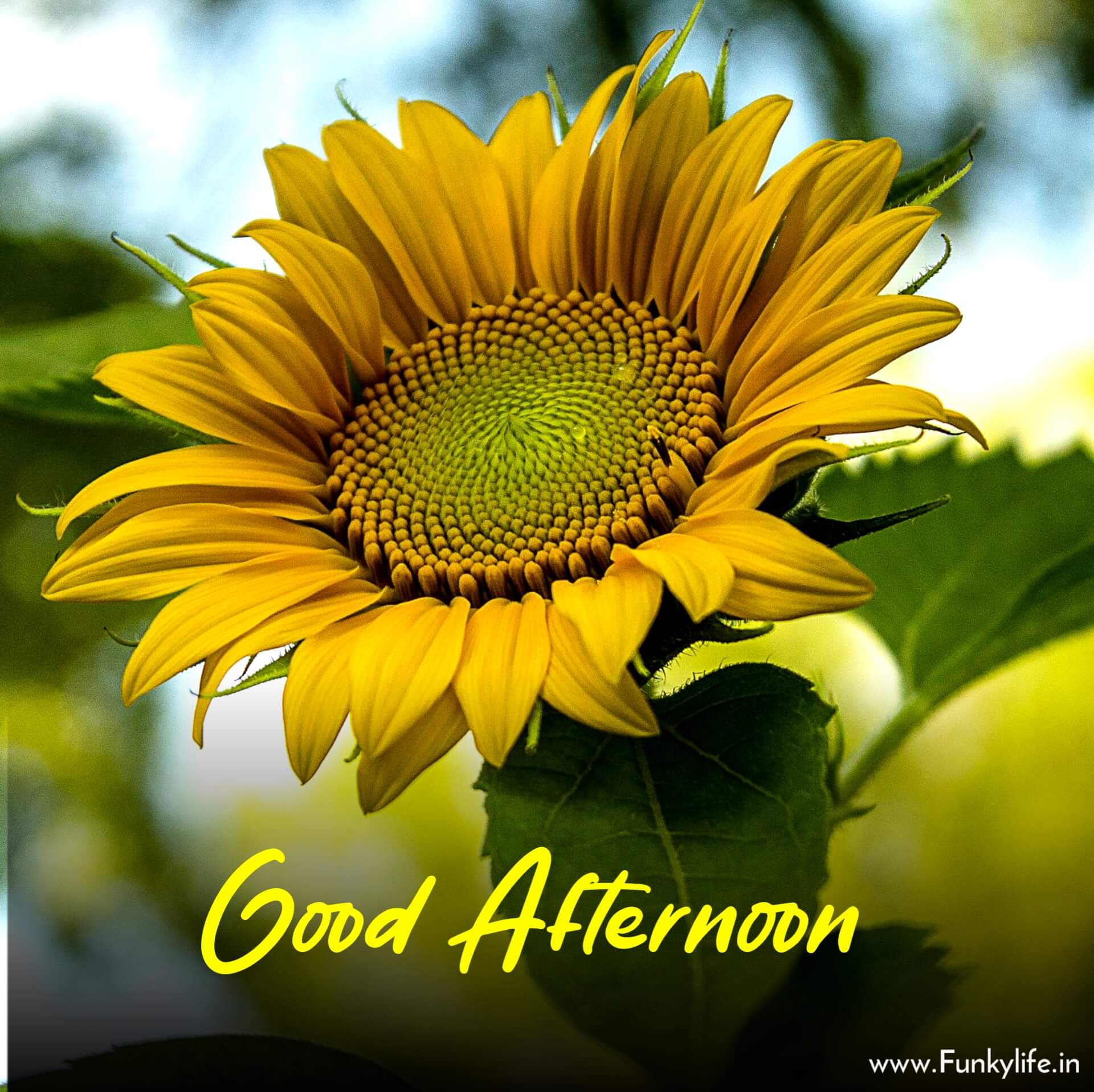 pin-by-erna-andries-on-fijne-namiddag-good-afternoon-quotes-good