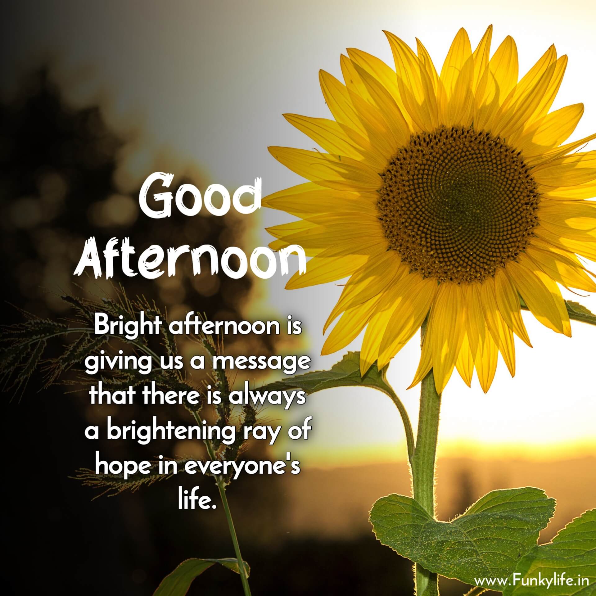 Good Afternoon Message Images with Quotes