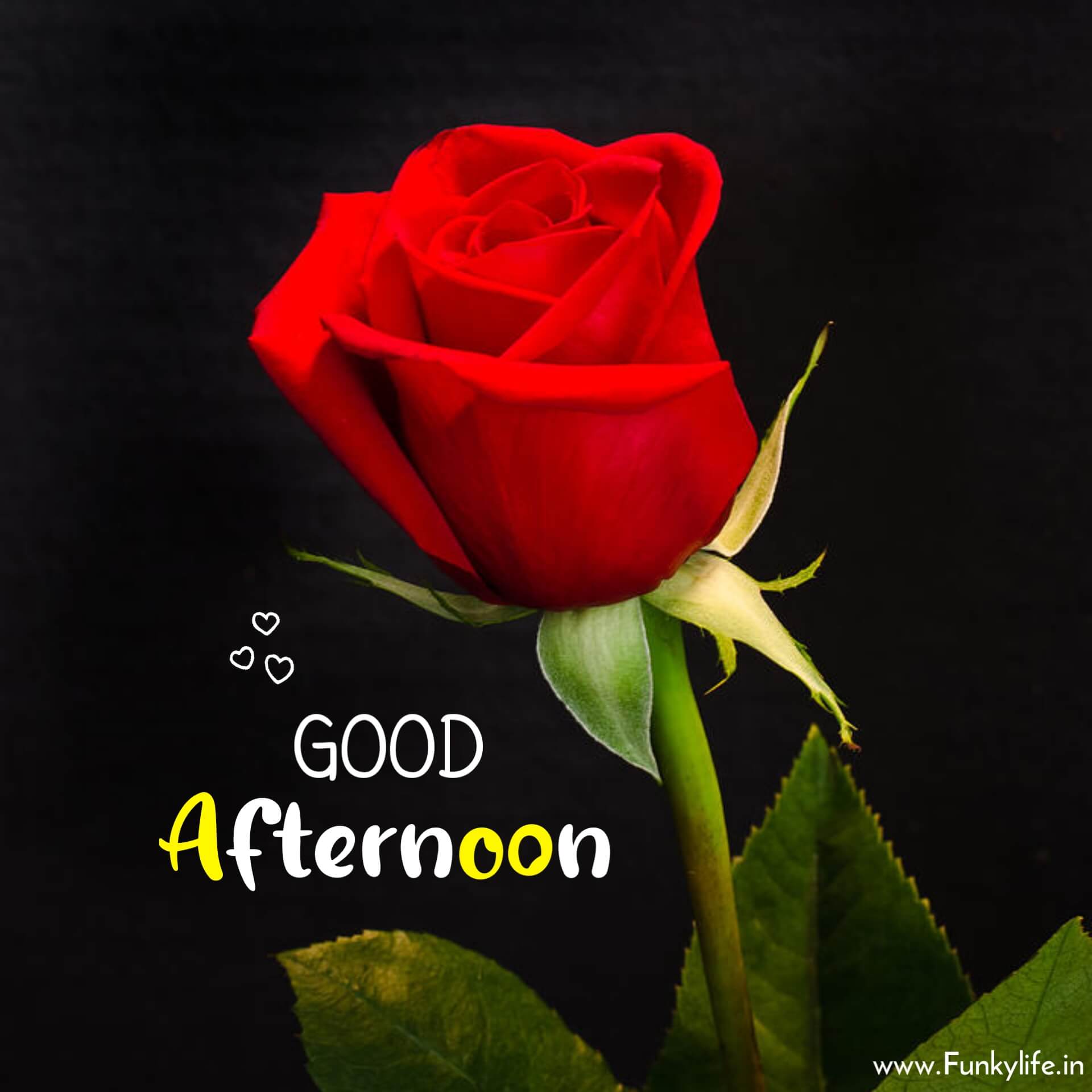 Good Afternoon Red Rose