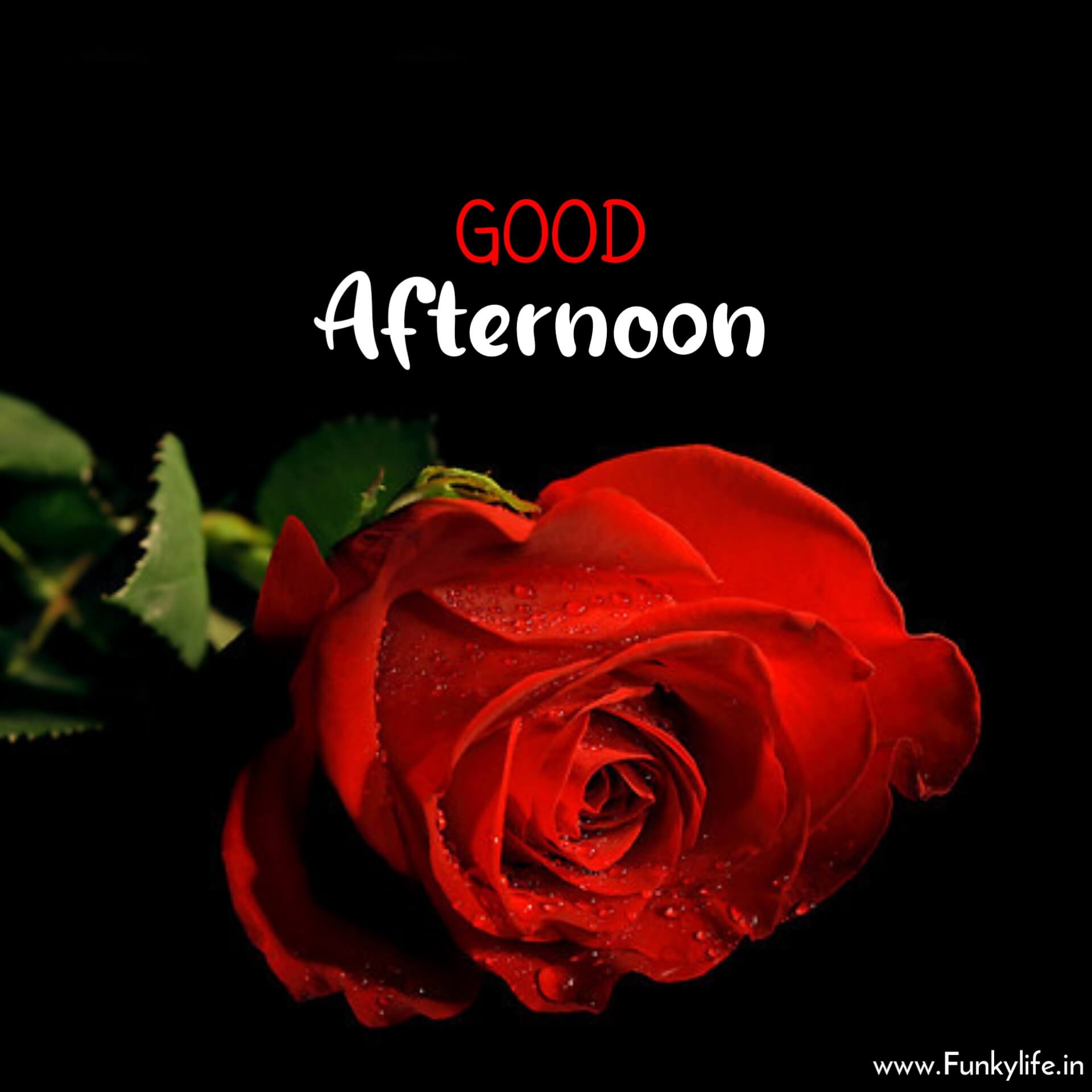 good afternoon red rose