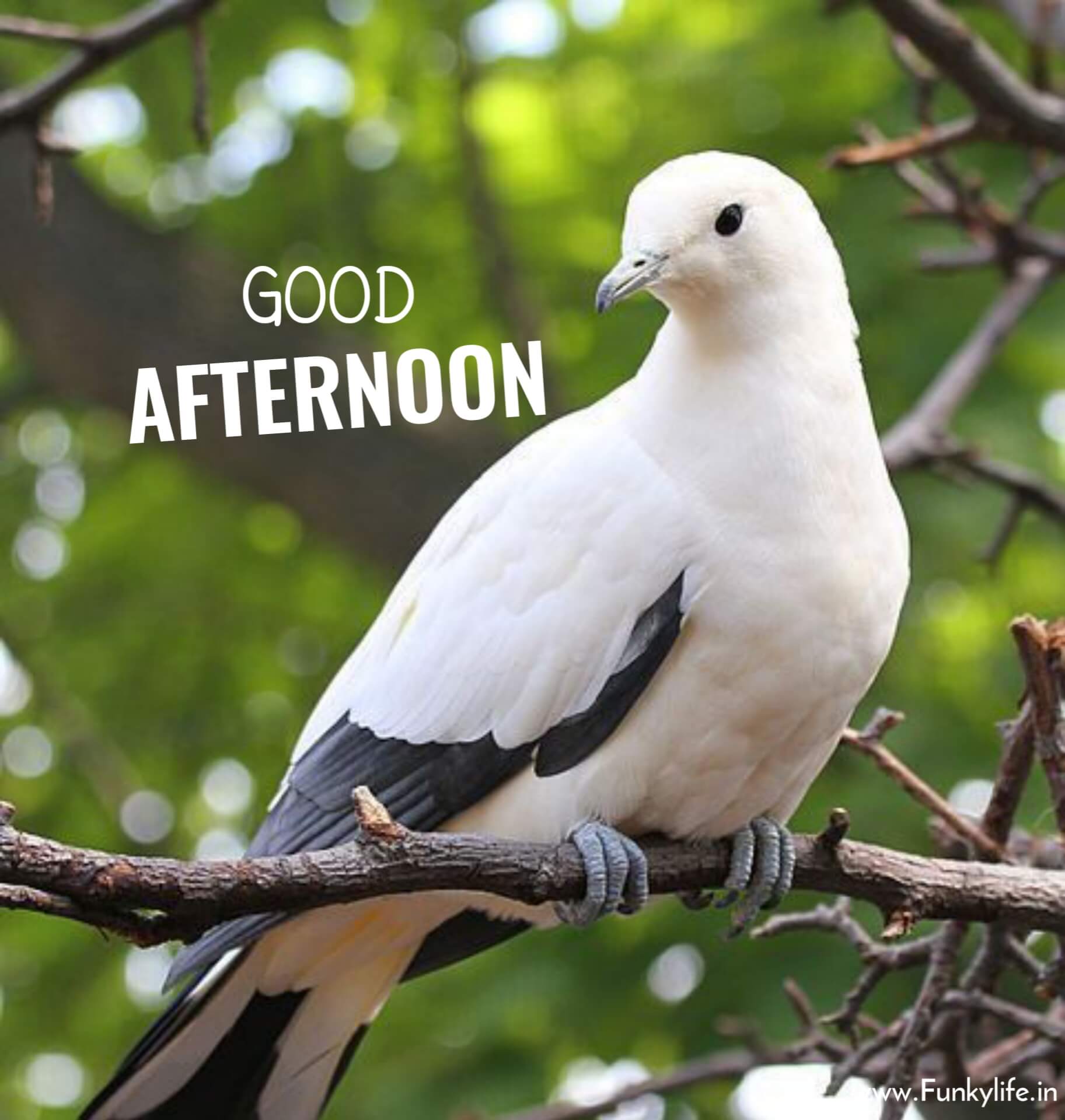 pigeon good afternoon Image