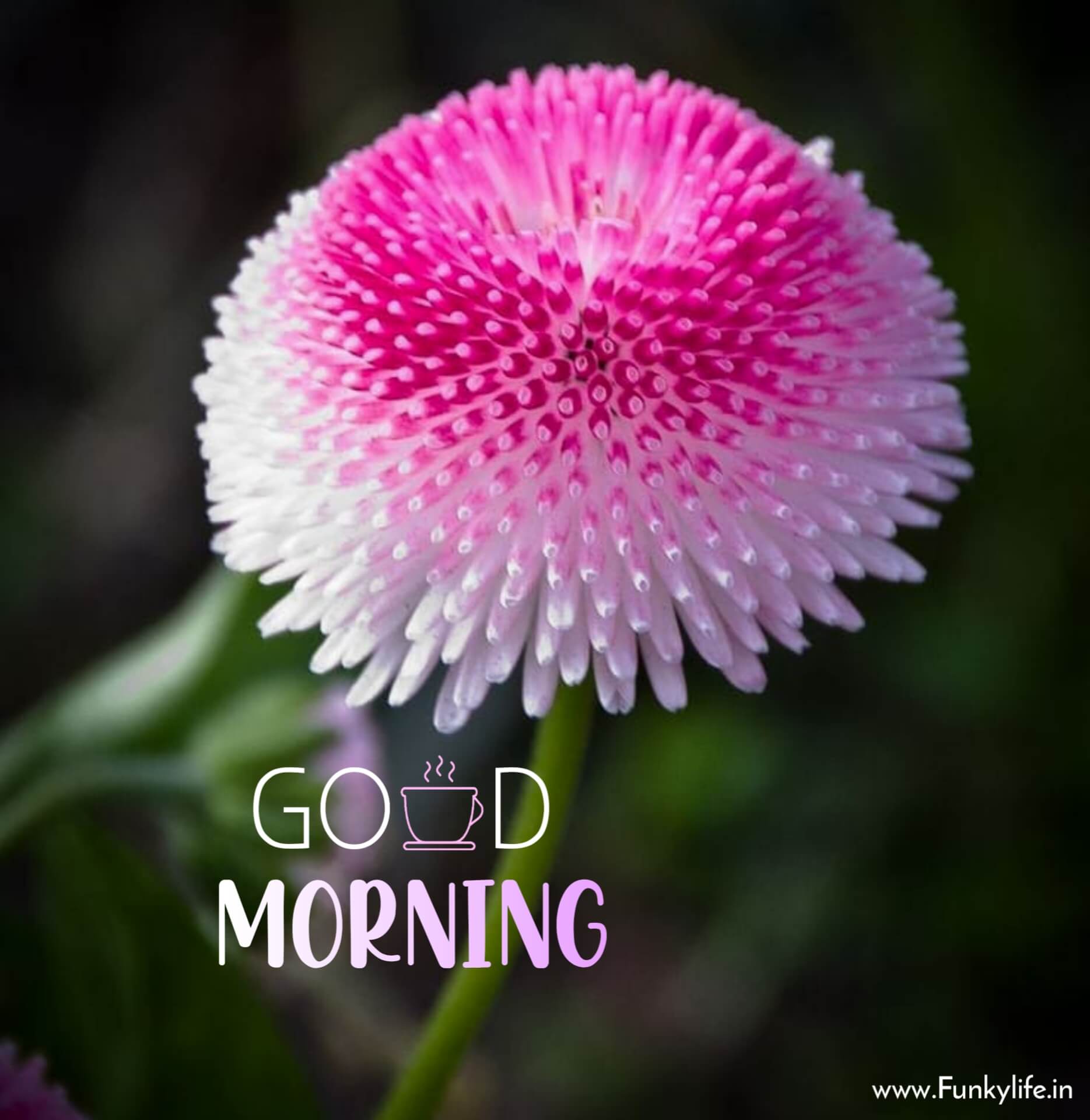 Nice good morning flower