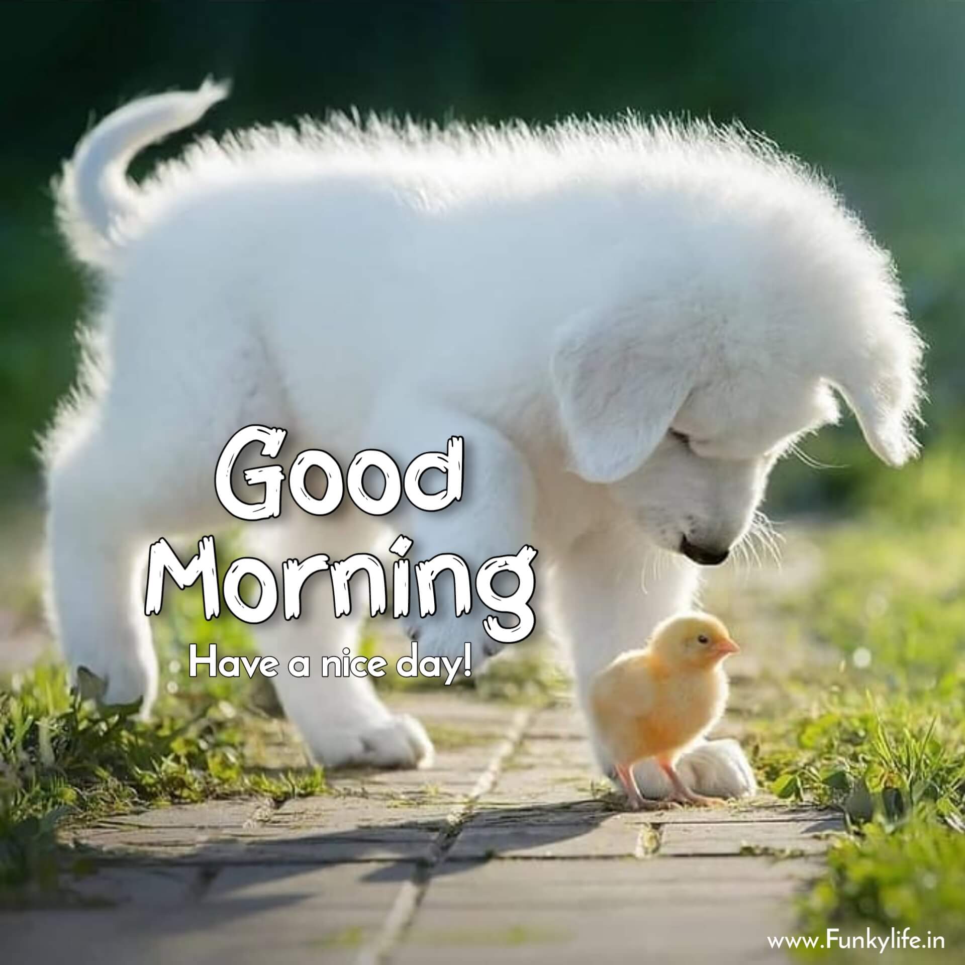 Cute Dog Good Morning Image