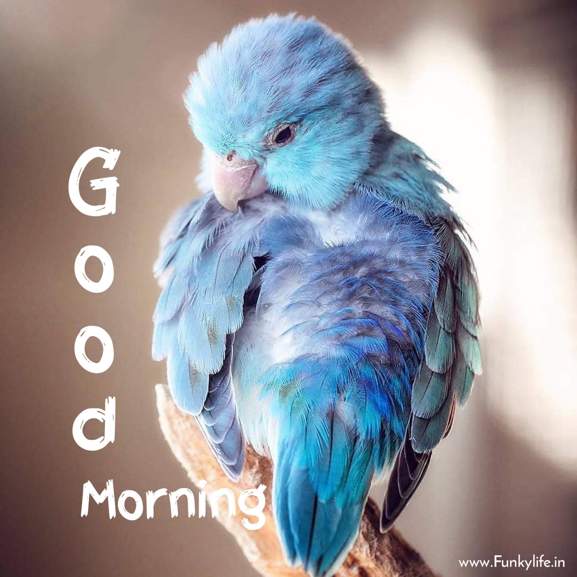 Beautiful bird morning photo