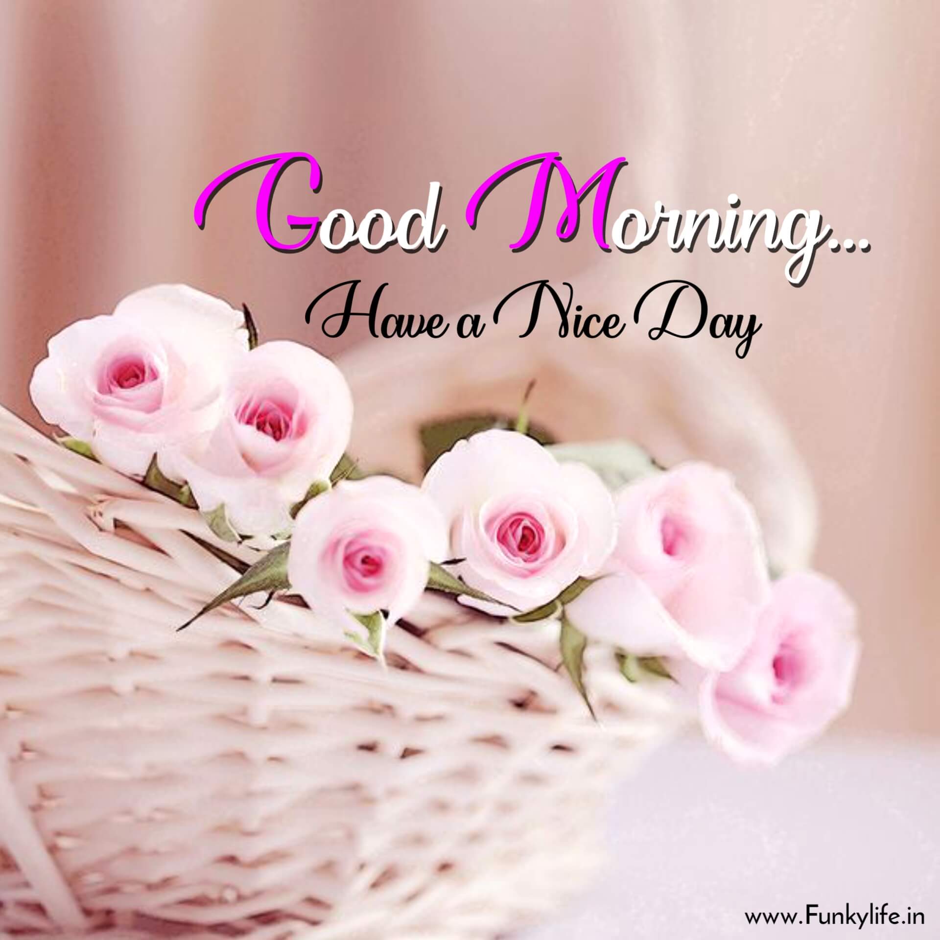 Cute Flower Morning Wish Pic