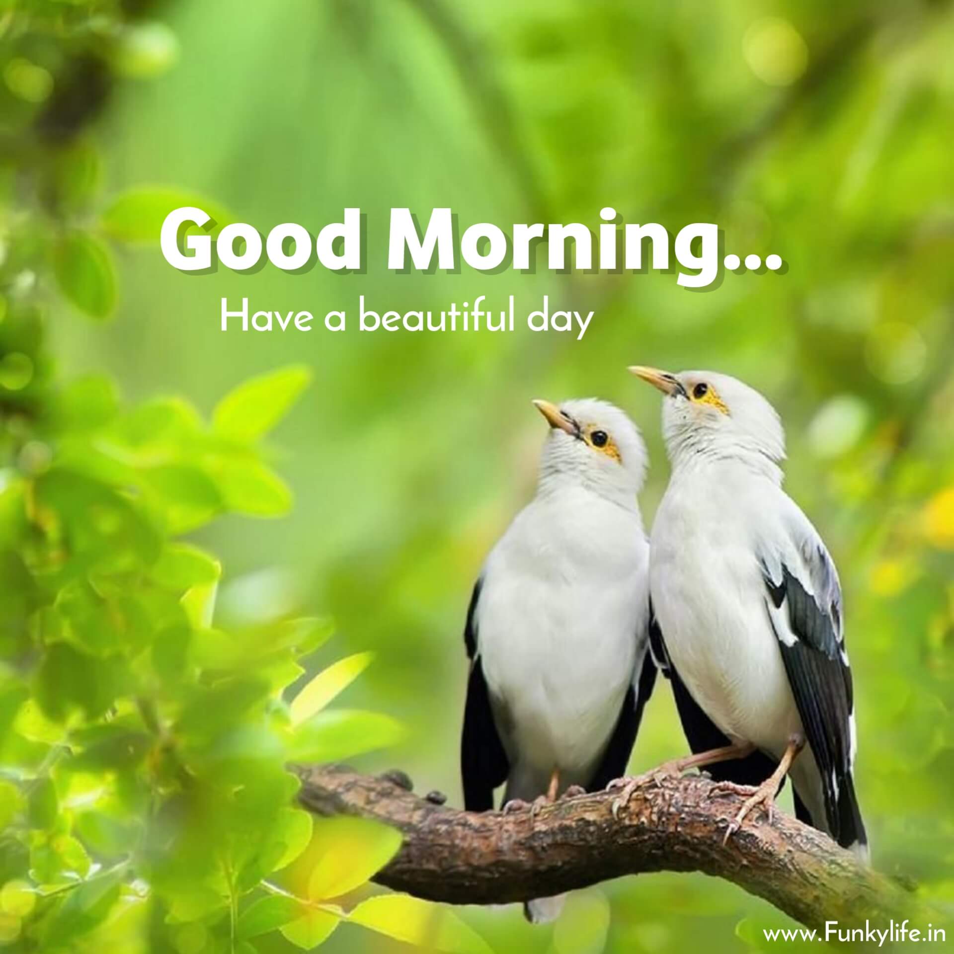 Beautiful Birds Good Morning Images