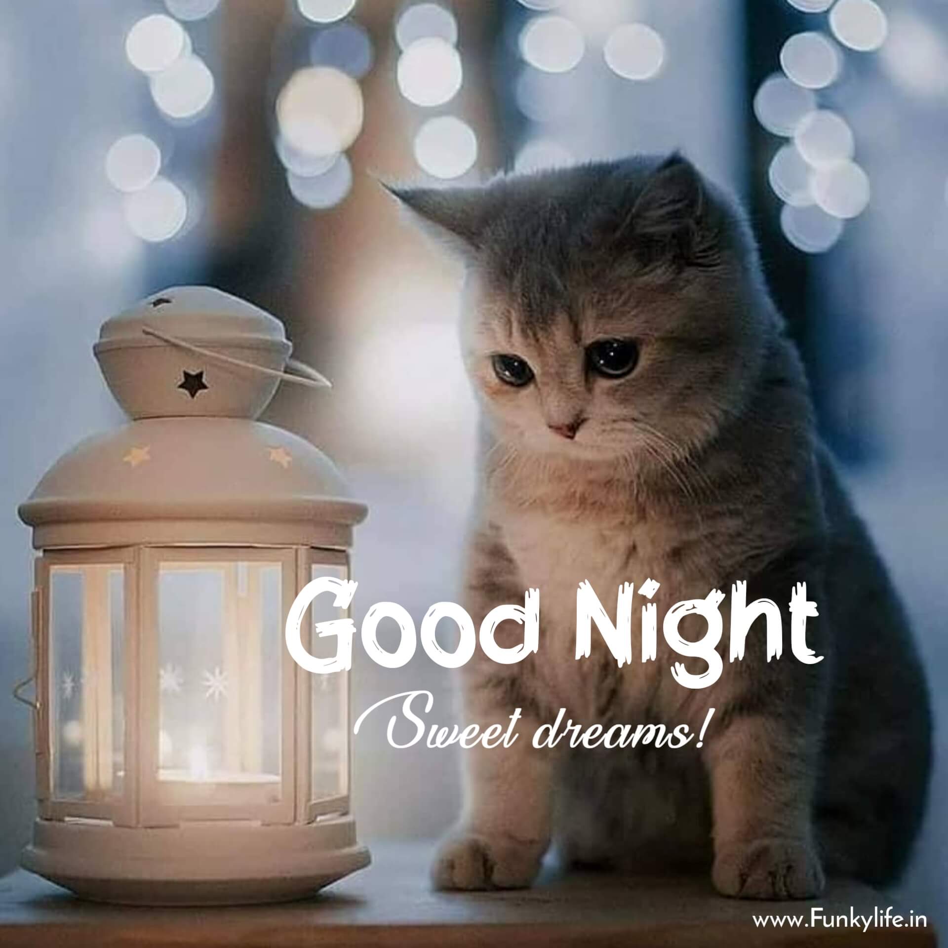 kitten good night images Goodnight kittens souhaiter dort animaltree ...