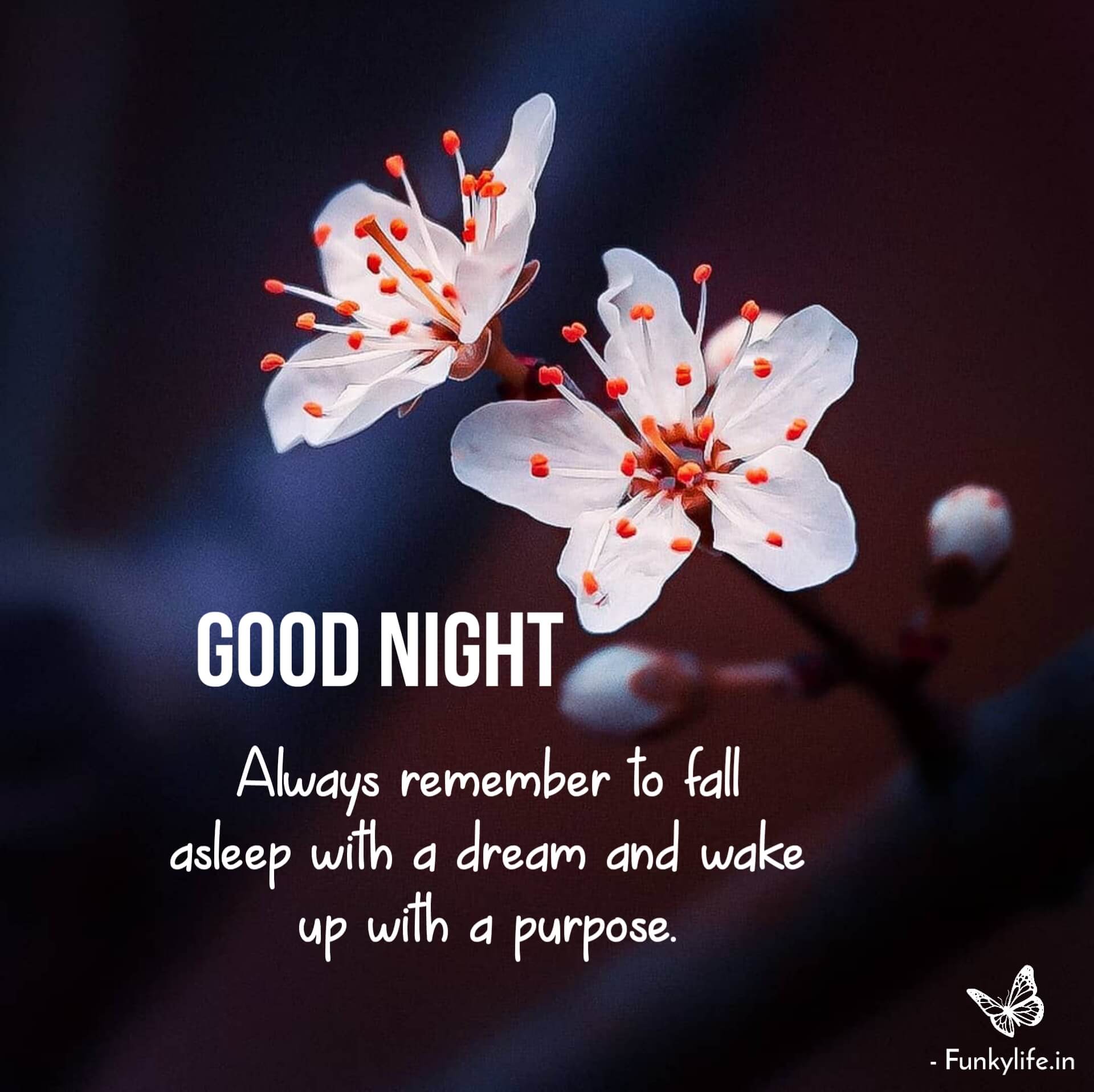 Beautiful Good Night Quotes Picture