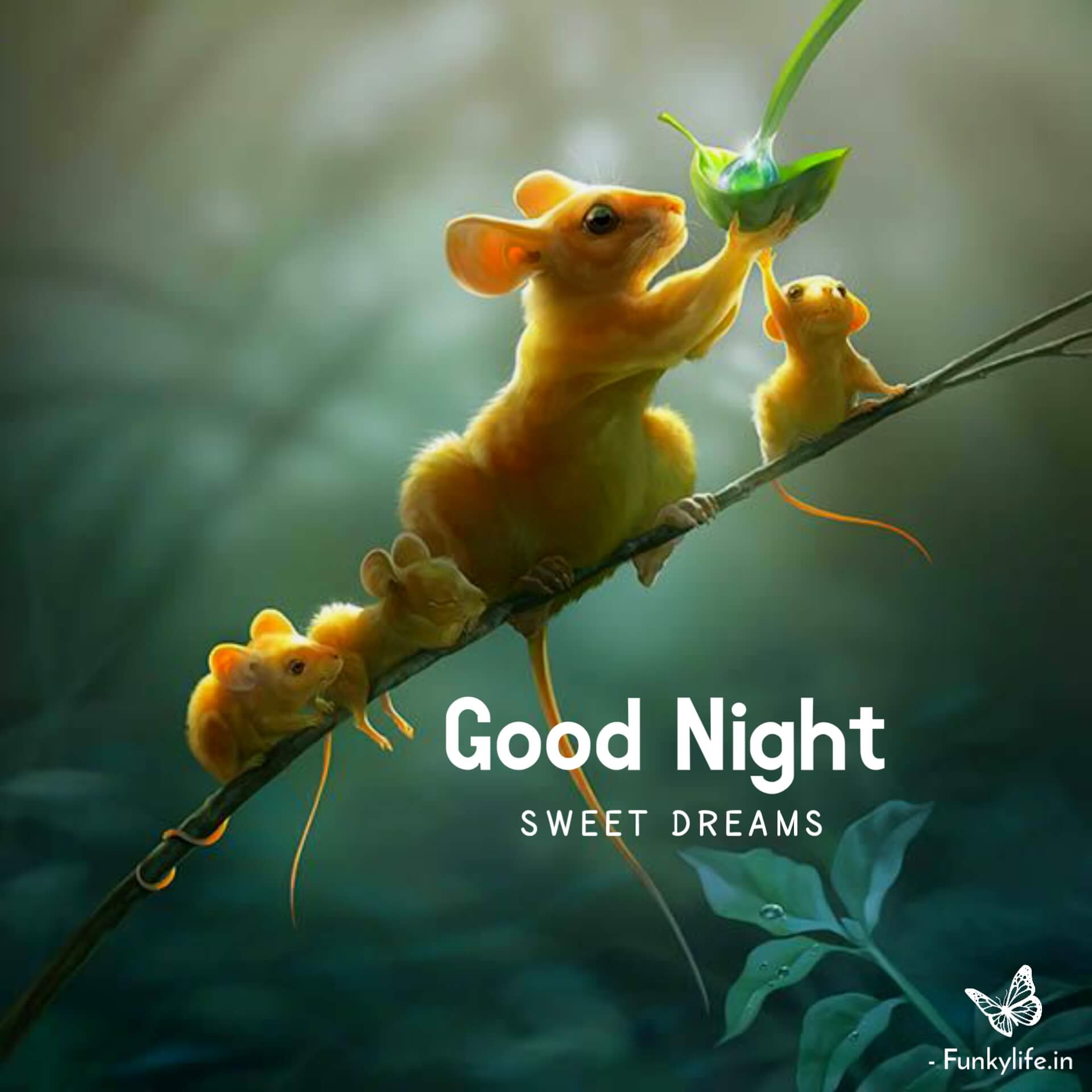 New Good Night Pic