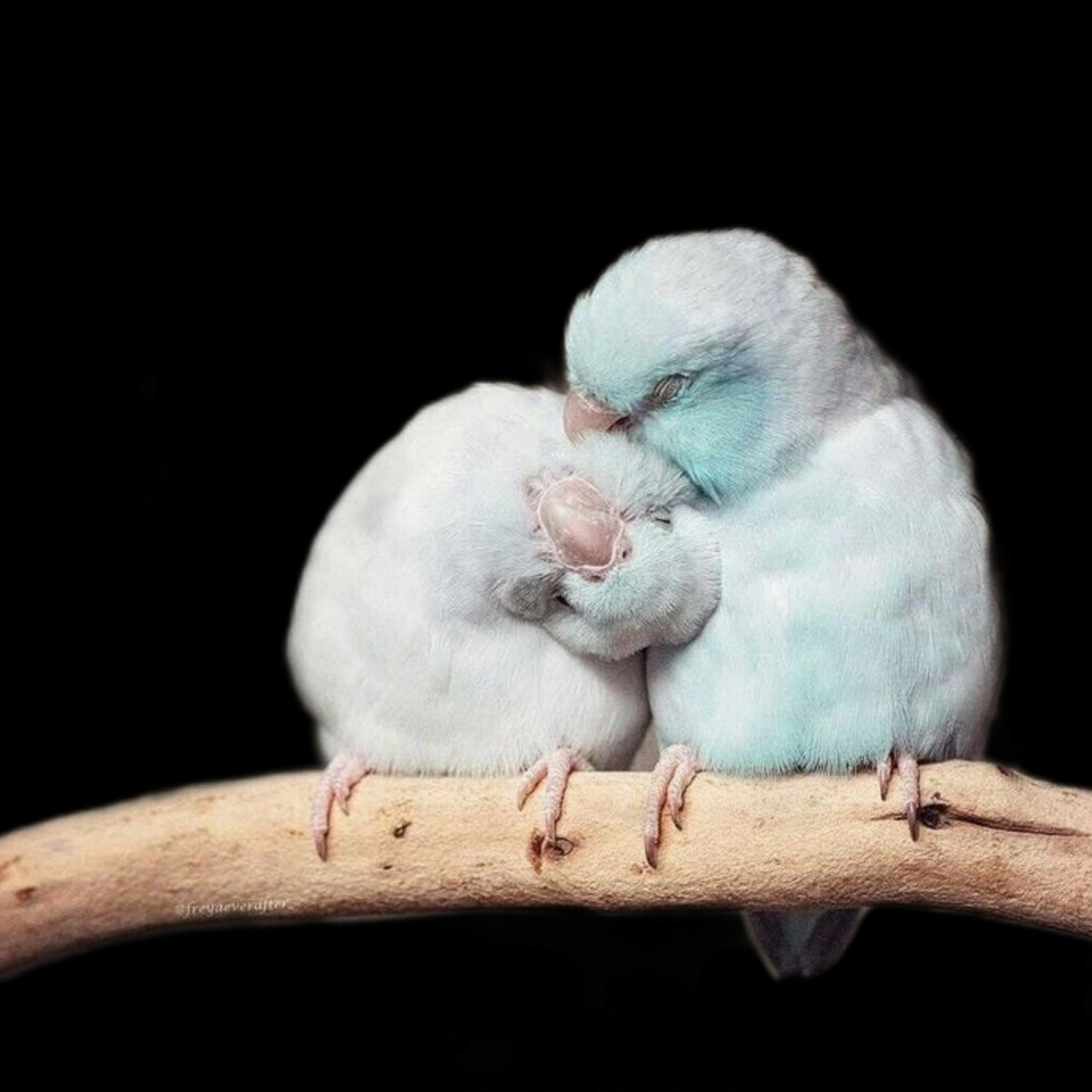 Love Birds WhatsApp Dp