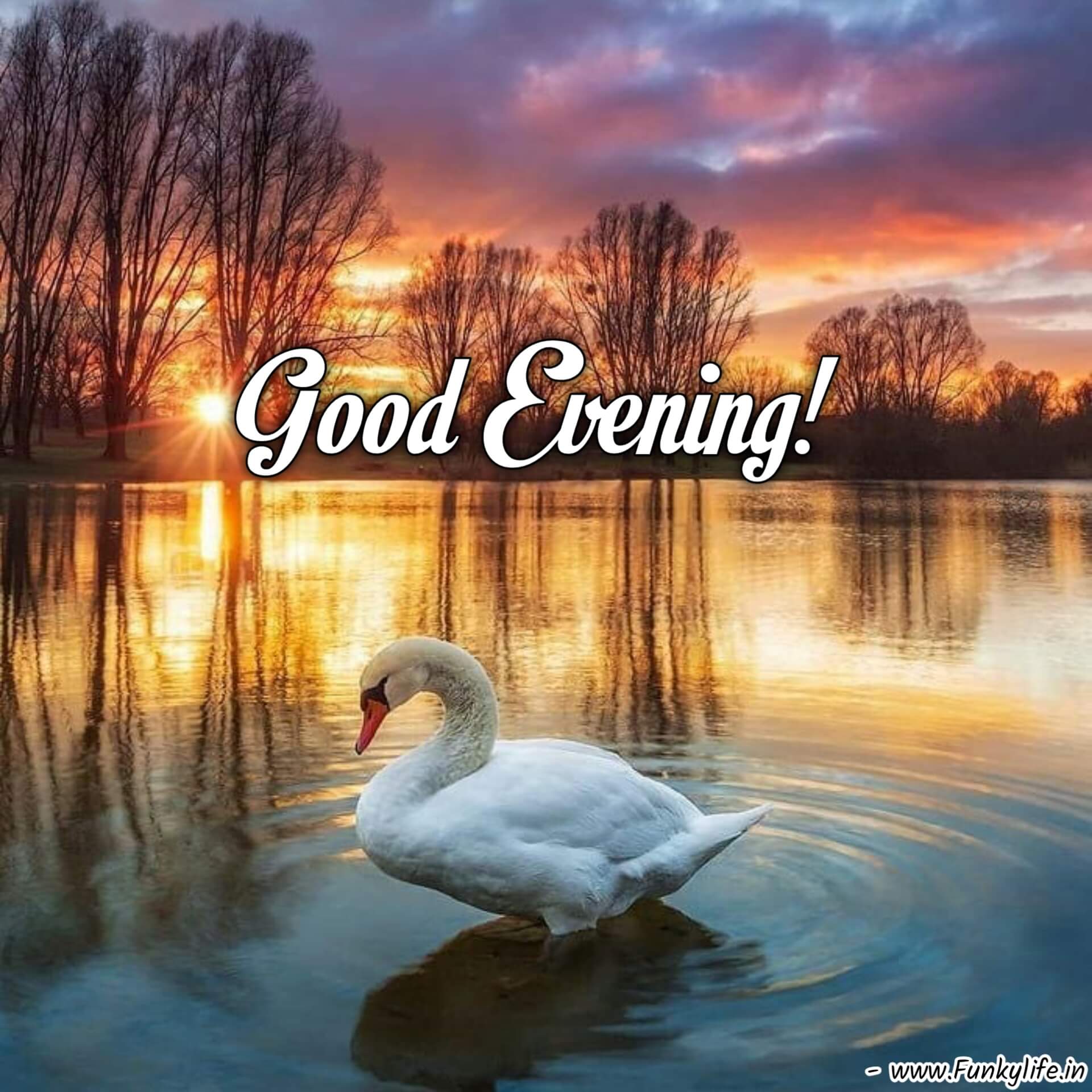 Beautiful Duck Good Evening Images