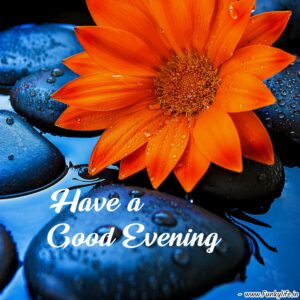 75+ Beautiful Good Evening Images, Photos & Pictures Ideas 2022