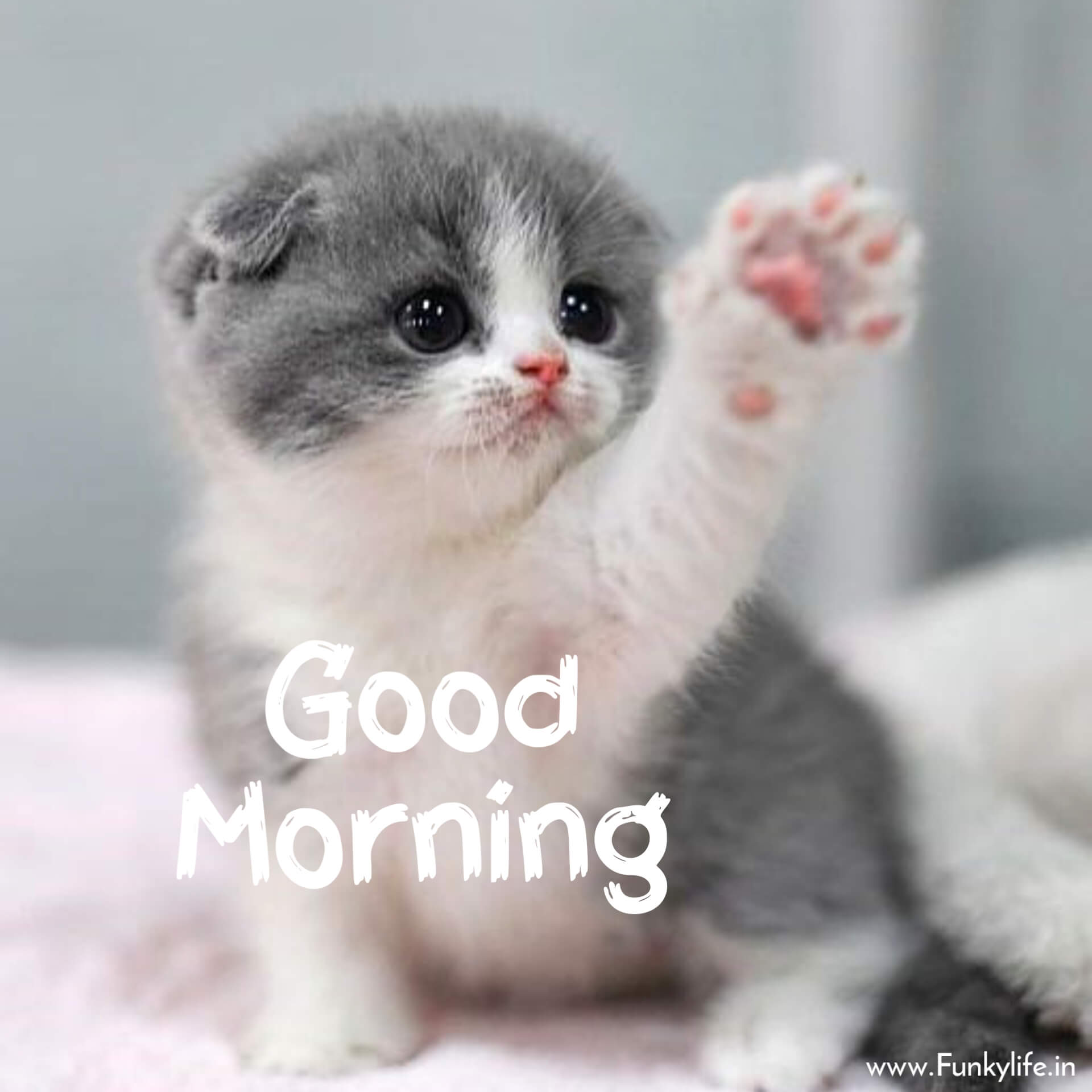 Cute cat saying good morning