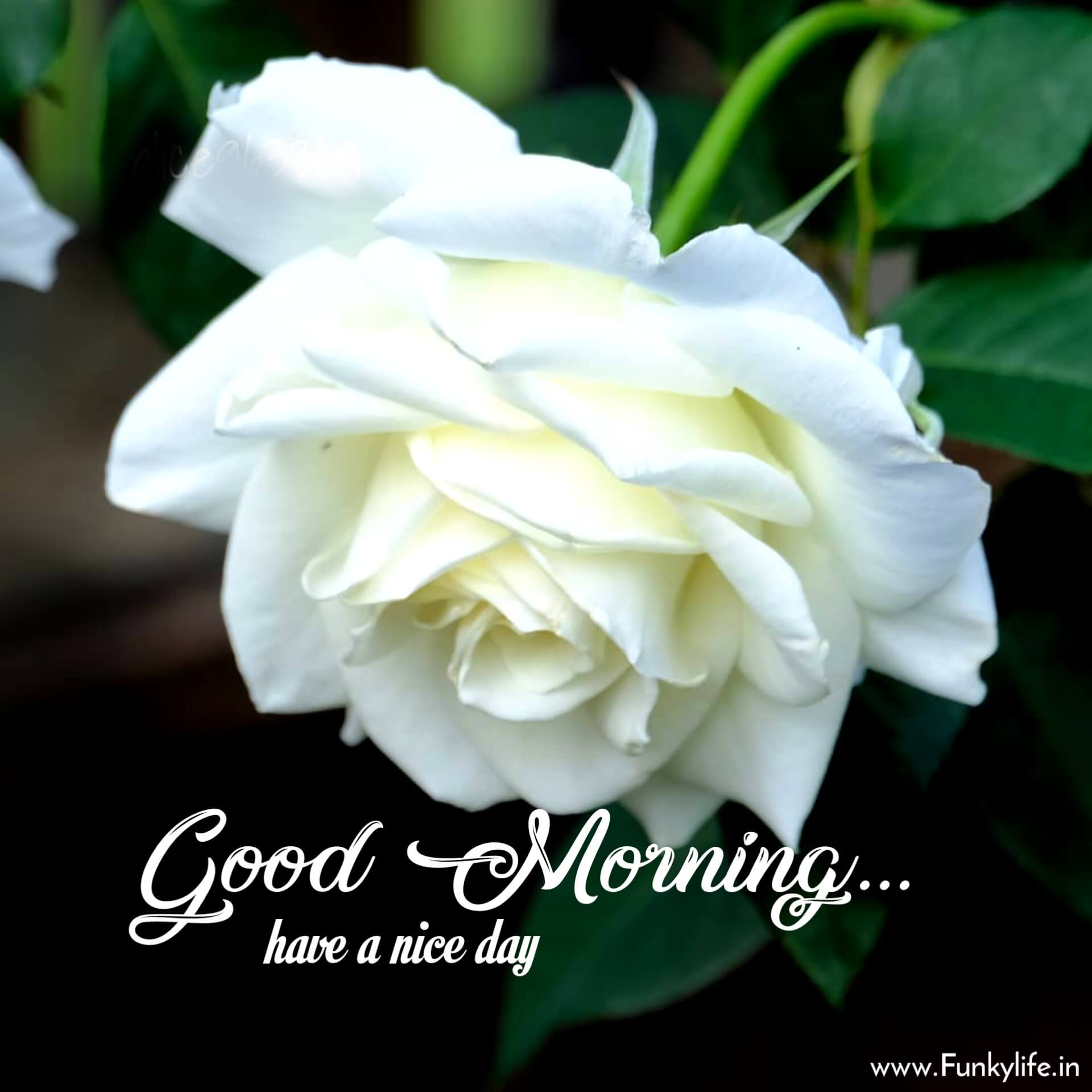 White Rose Flower Good Morning Image