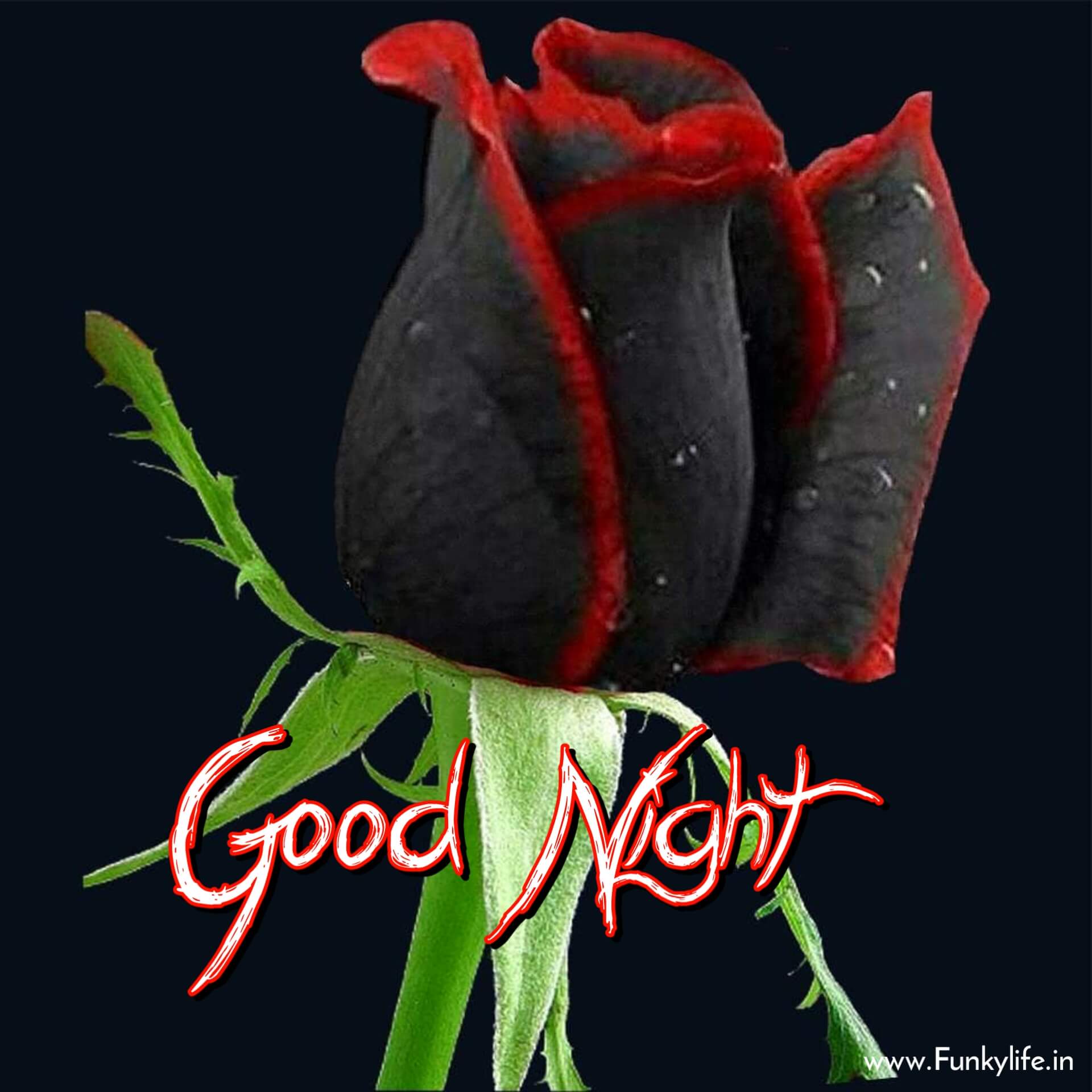 Rose Flower Good Night Images