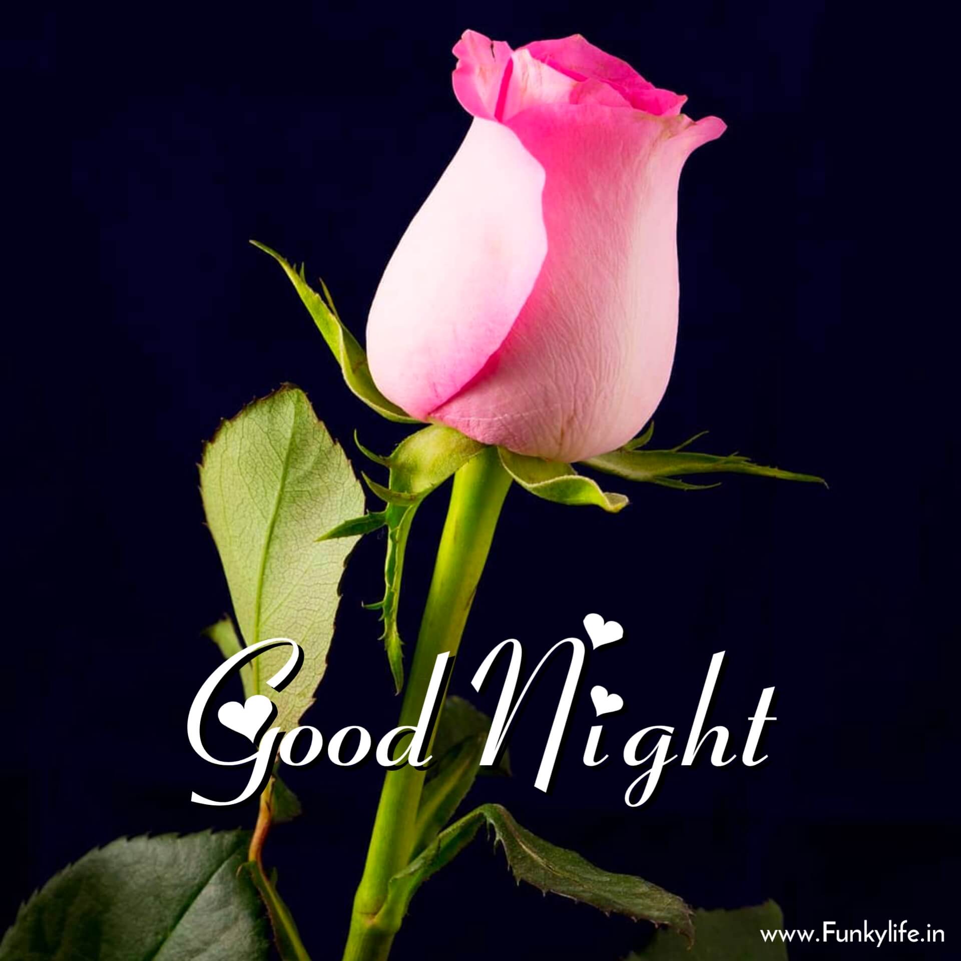 Pink Rose Good Night Image