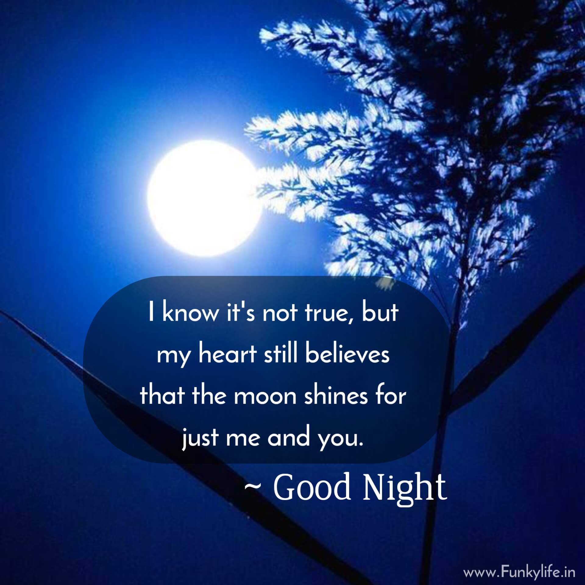 150+ Beautiful Good Night Quotes, Images and Messages