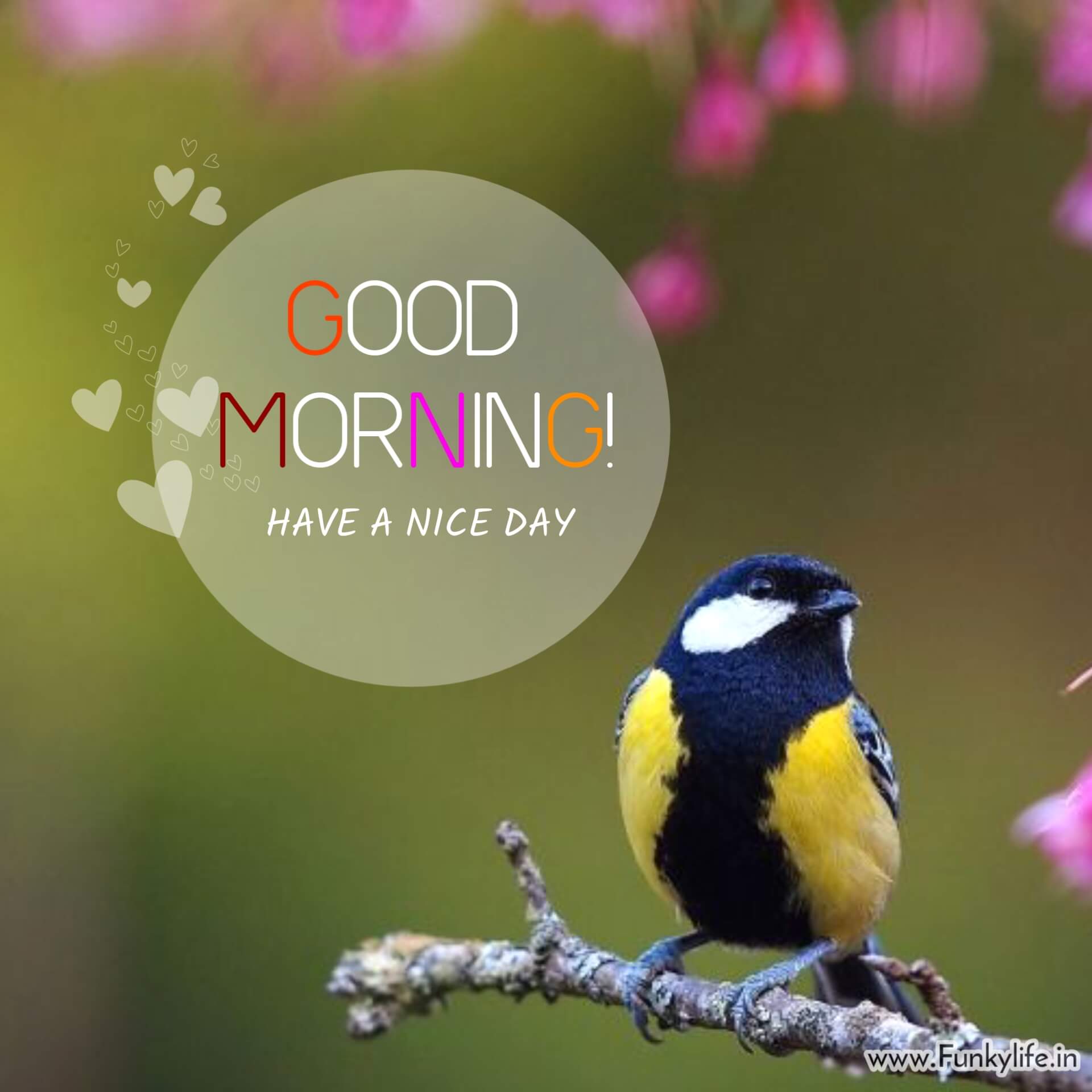 Bird Good Morning Image
