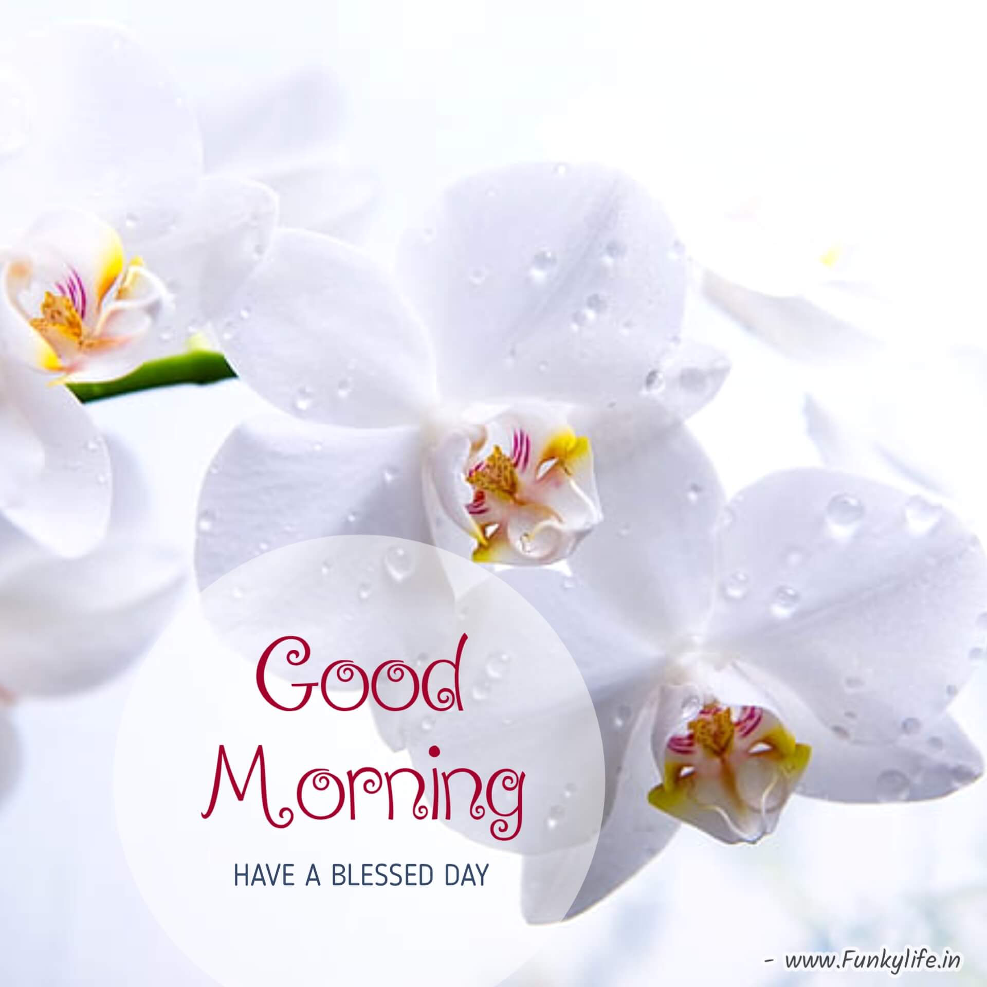 New Good Morning Wishes