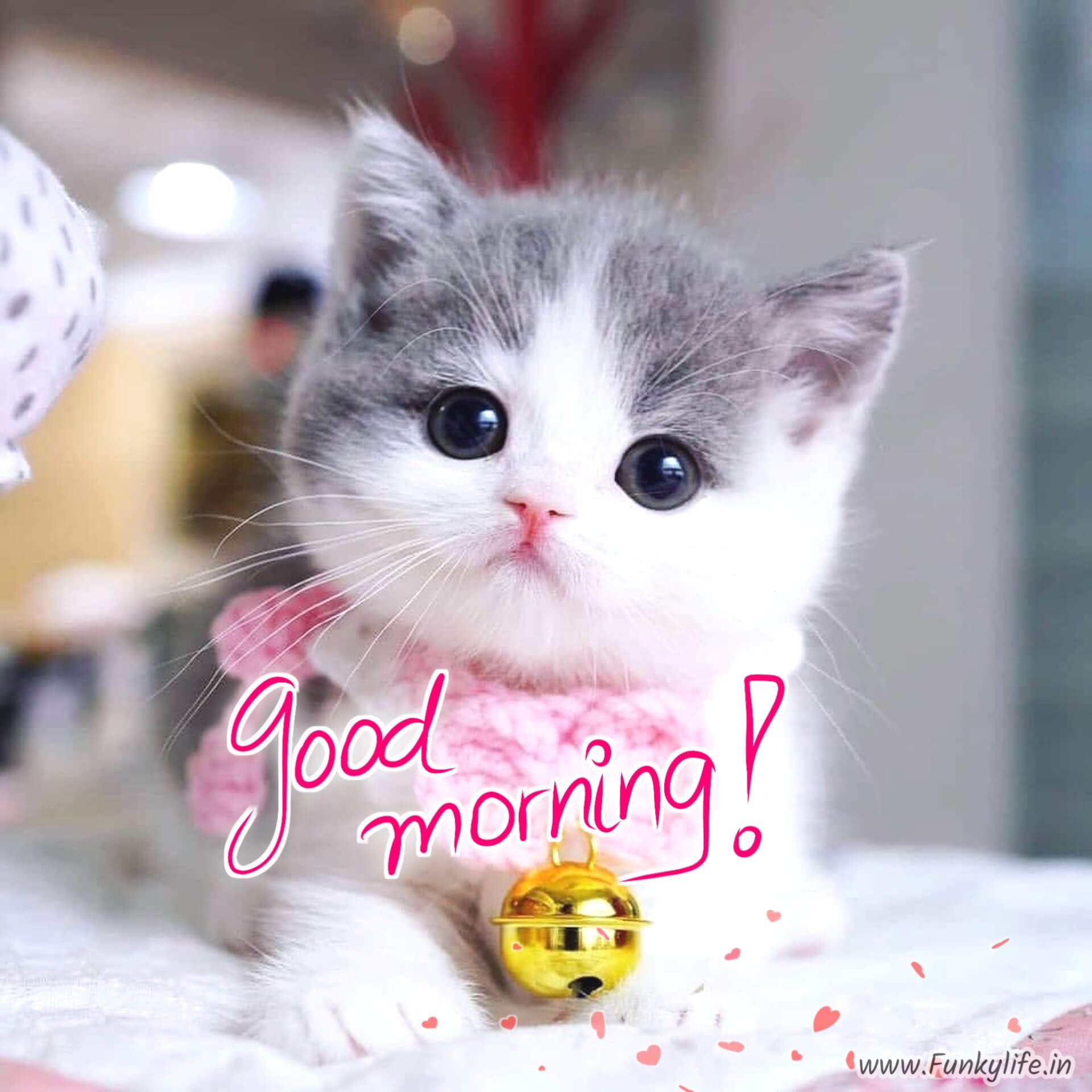 Cute Cat Good Morning Images