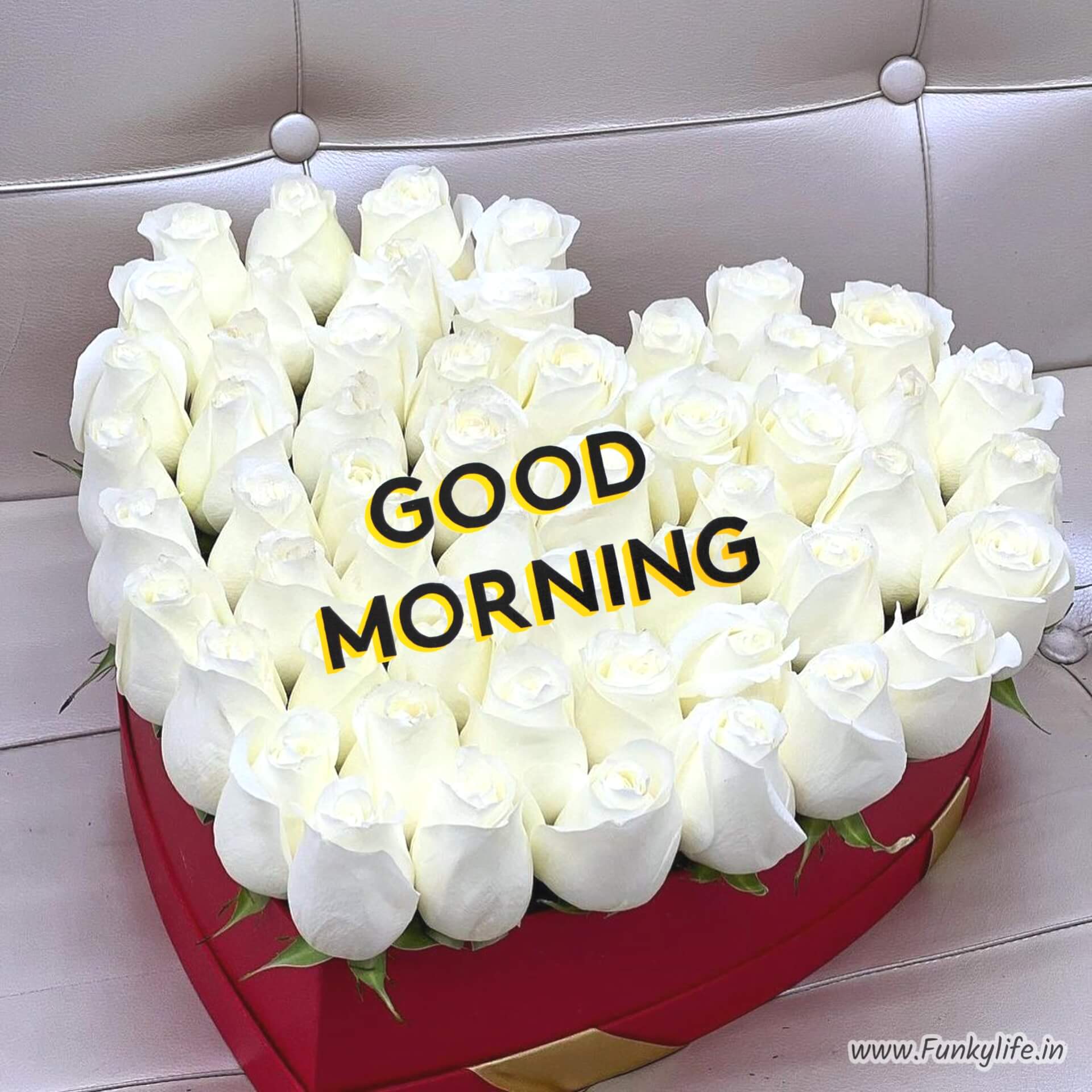 White Flower Good Morning Images