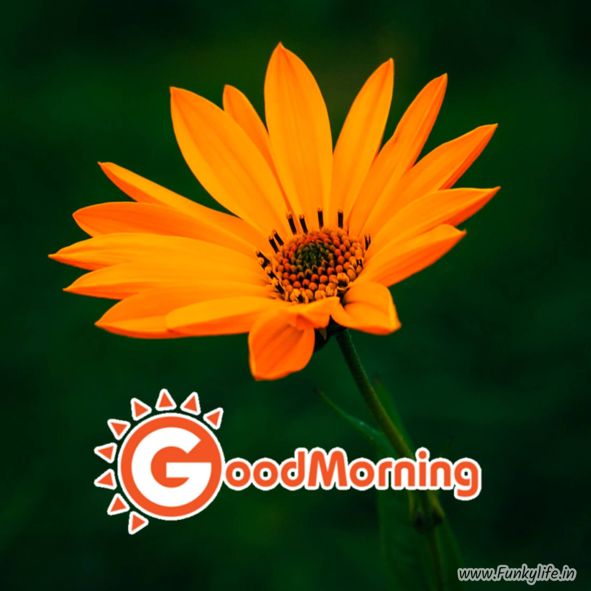 Flower Good Morning Pictures