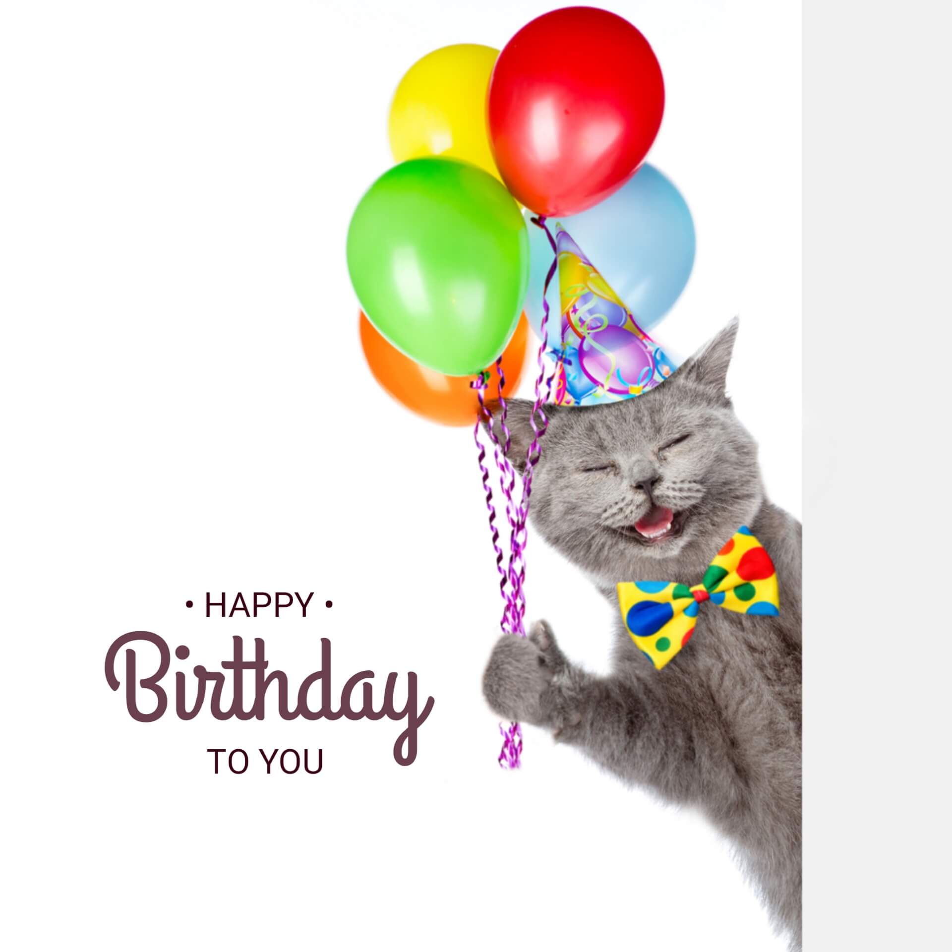 Funny Cat Happy Birthday Images