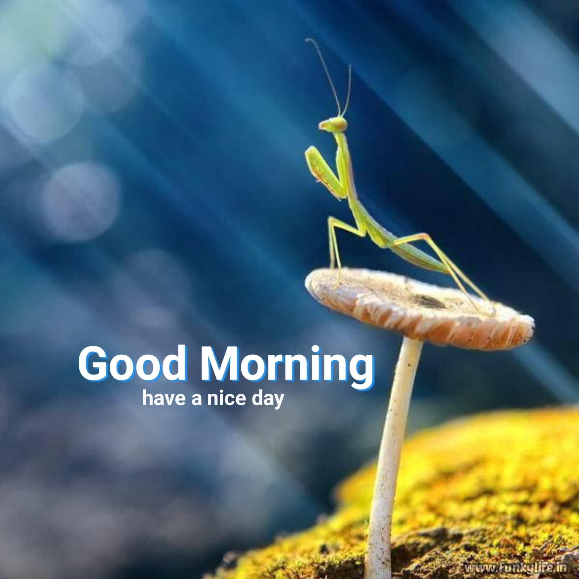 Different Good Morning Image