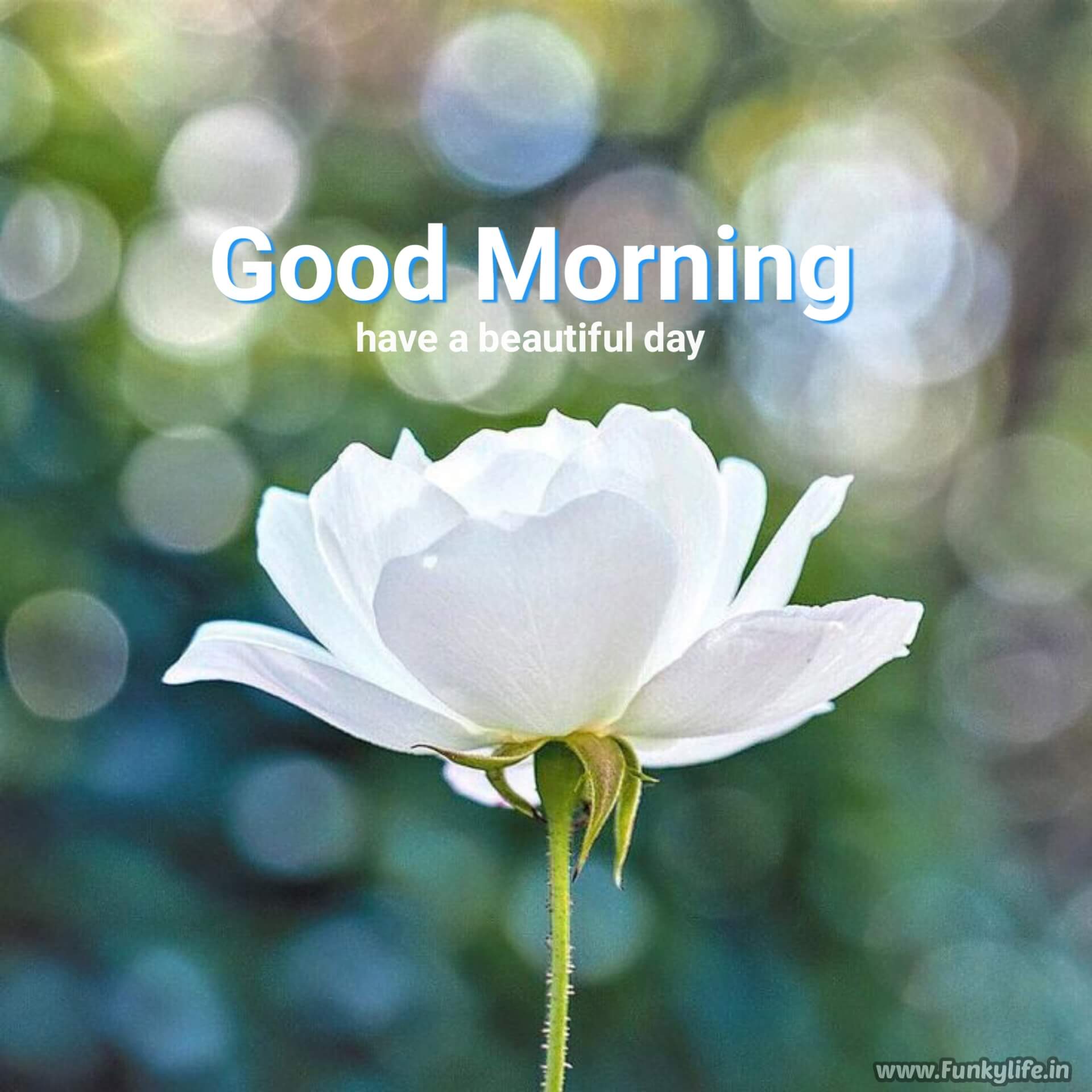 Good Morning Image flower