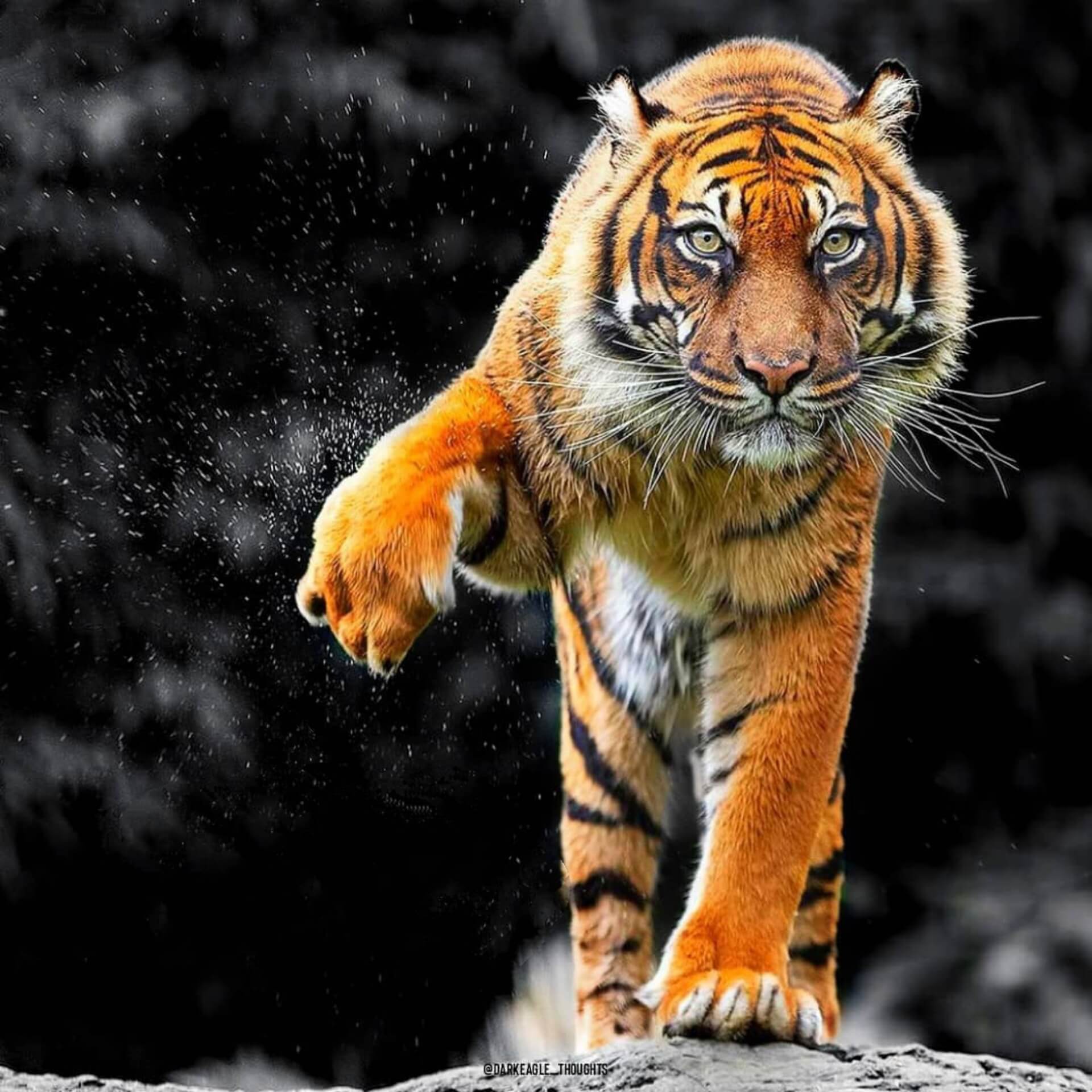 Tiger WhatsApp Dp