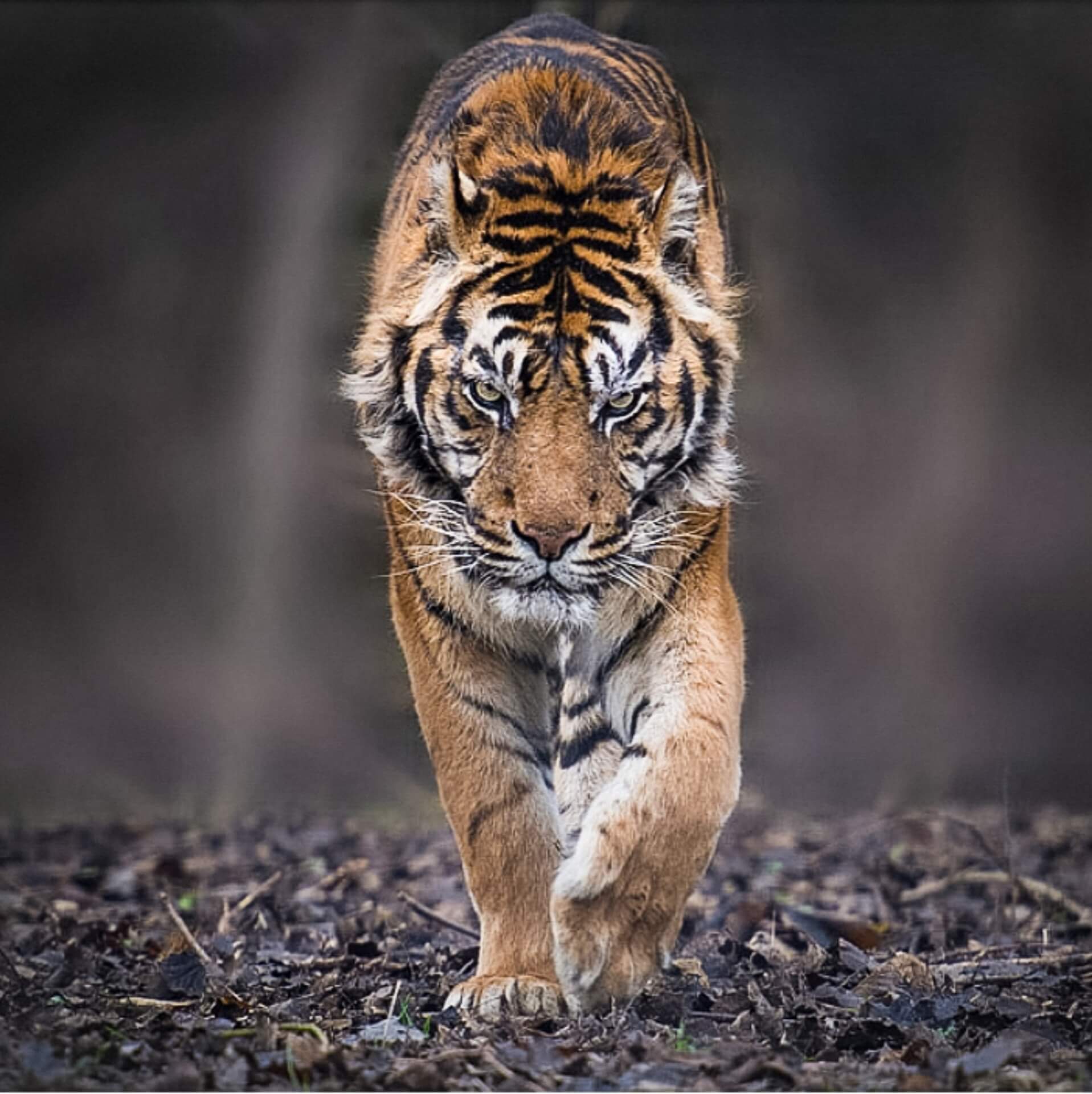 Tiger WhatsApp Dp