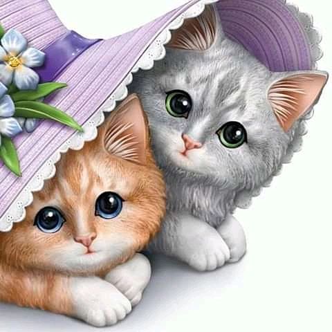 Cute Cat WhatsApp Dp