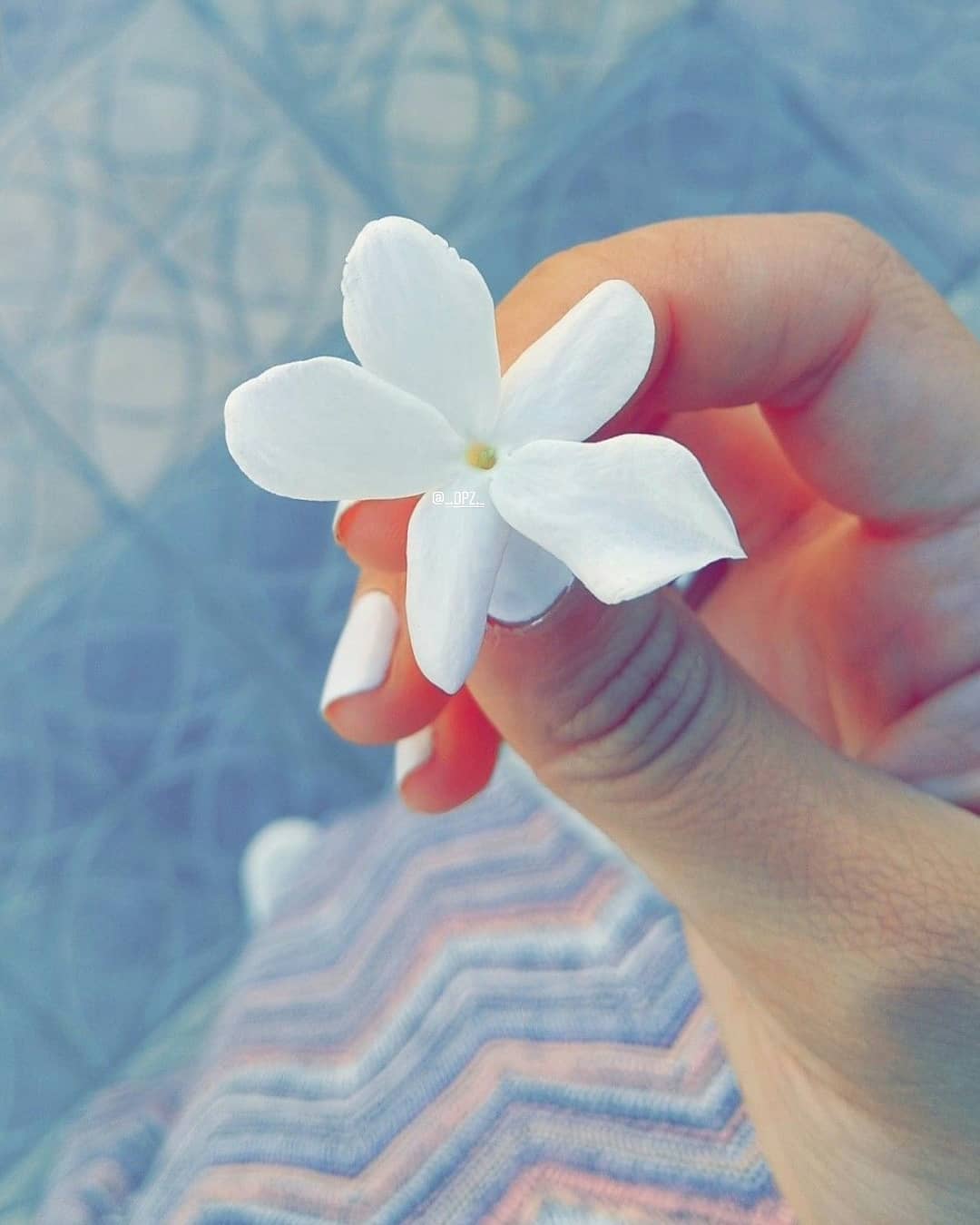 Flower Instagram profile picture