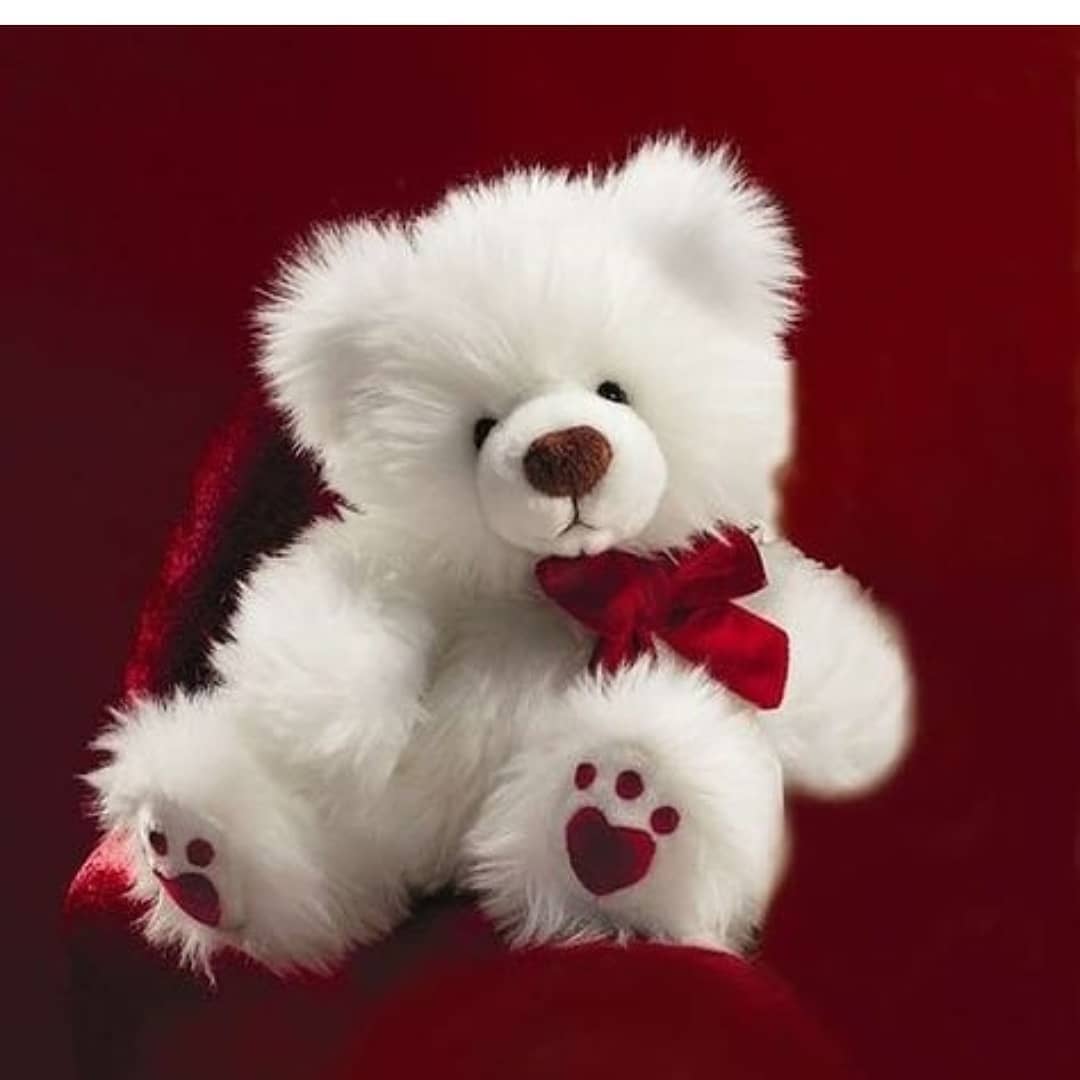 cute teddy Instagram profile picture