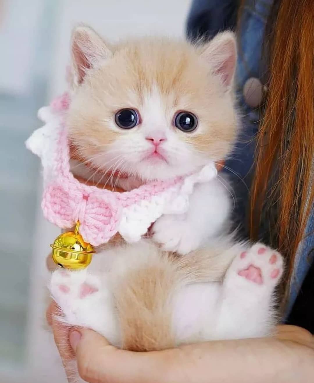 cute cat Instagram profile picture