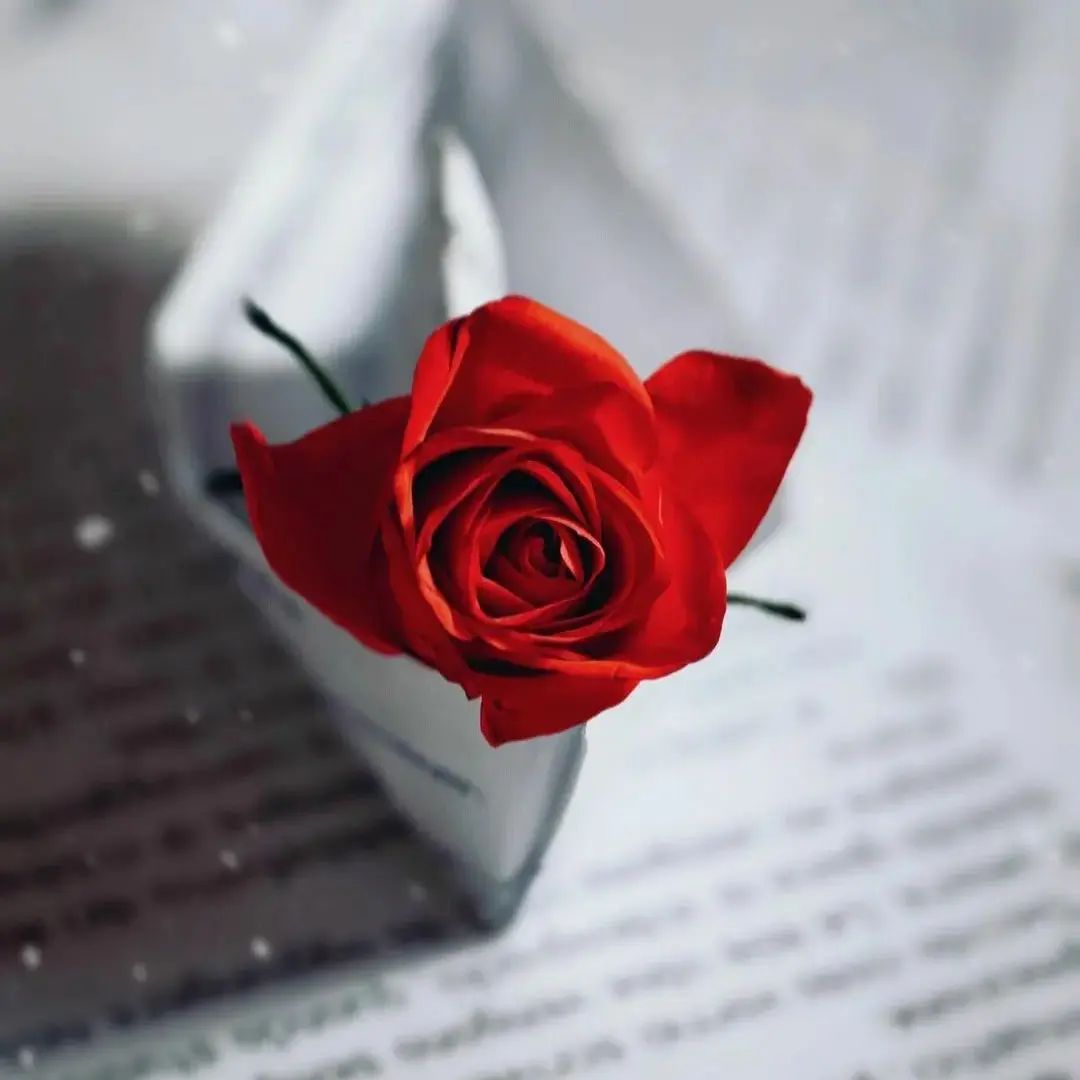 Rose flower Instagram profile picture