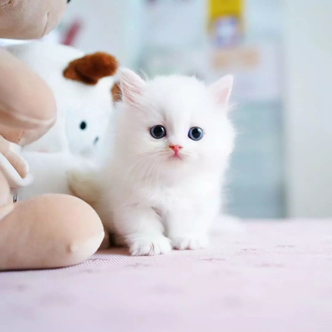 Cute cat Instagram dp