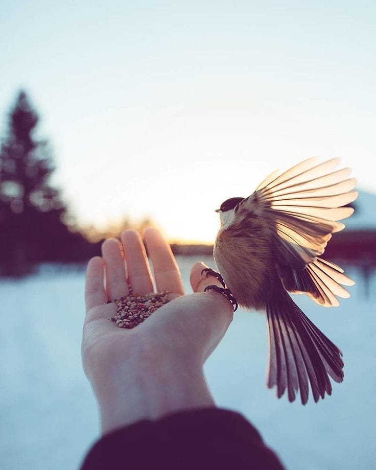 Bird Instagram profile picture