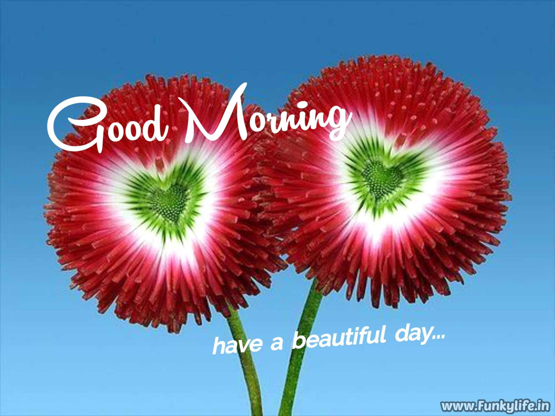 Beautiful Flowers Good morning image