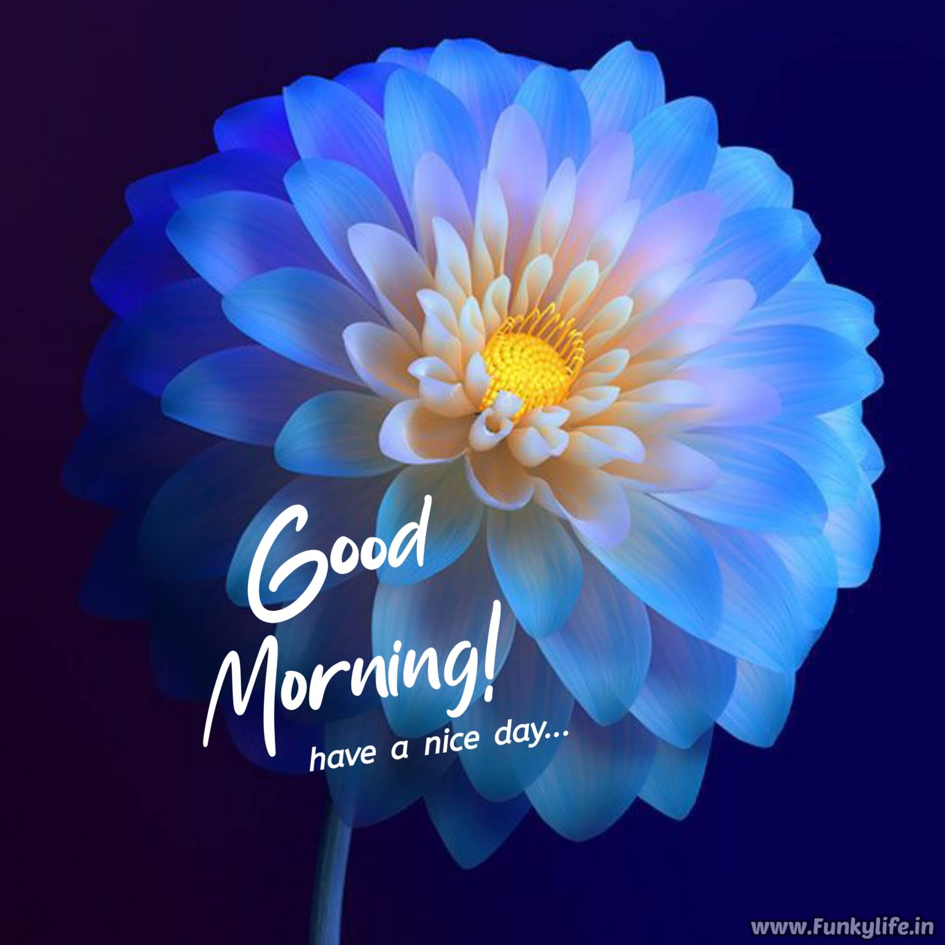 Hd Blue Flower Good morning image