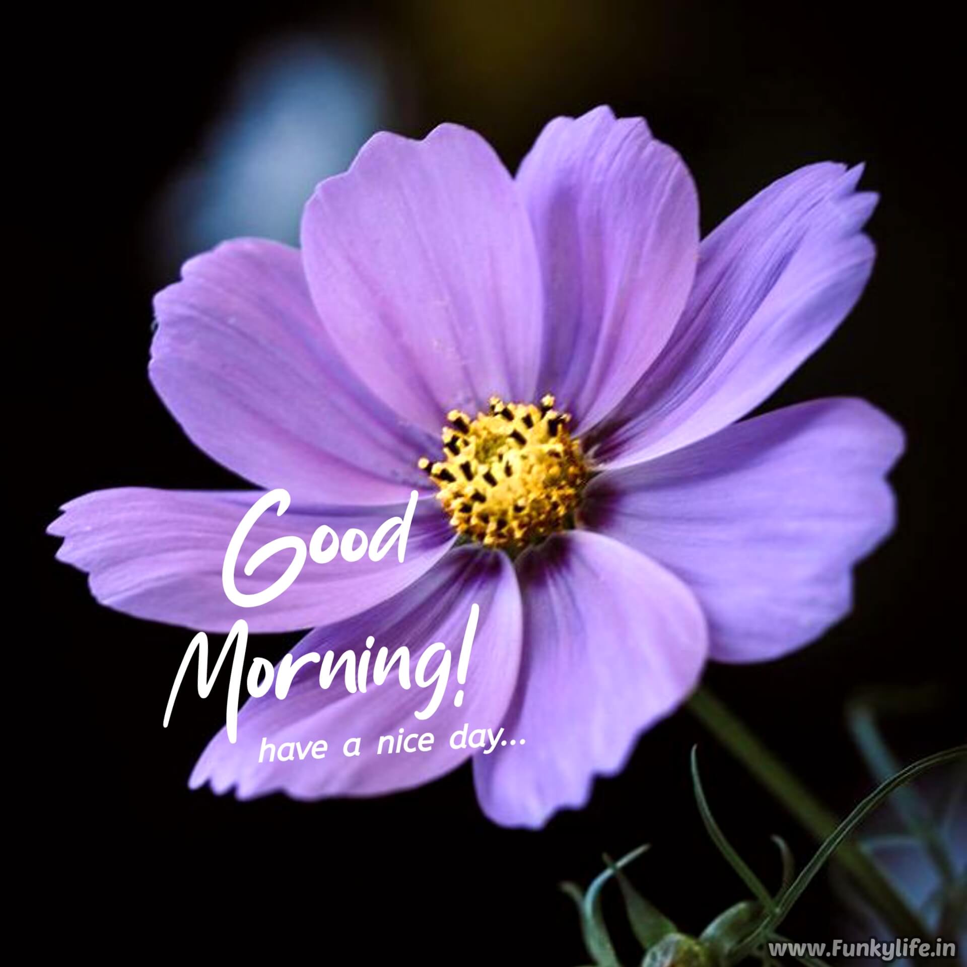 Purple flower Good morning image